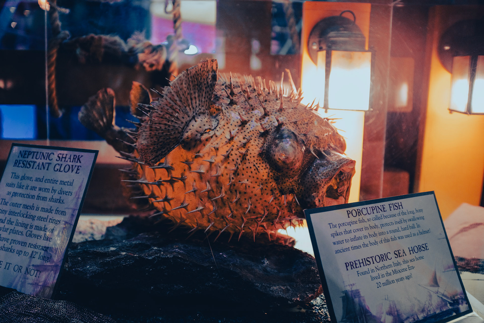 Porcupine Fish at Ripley's Believe It or Not!