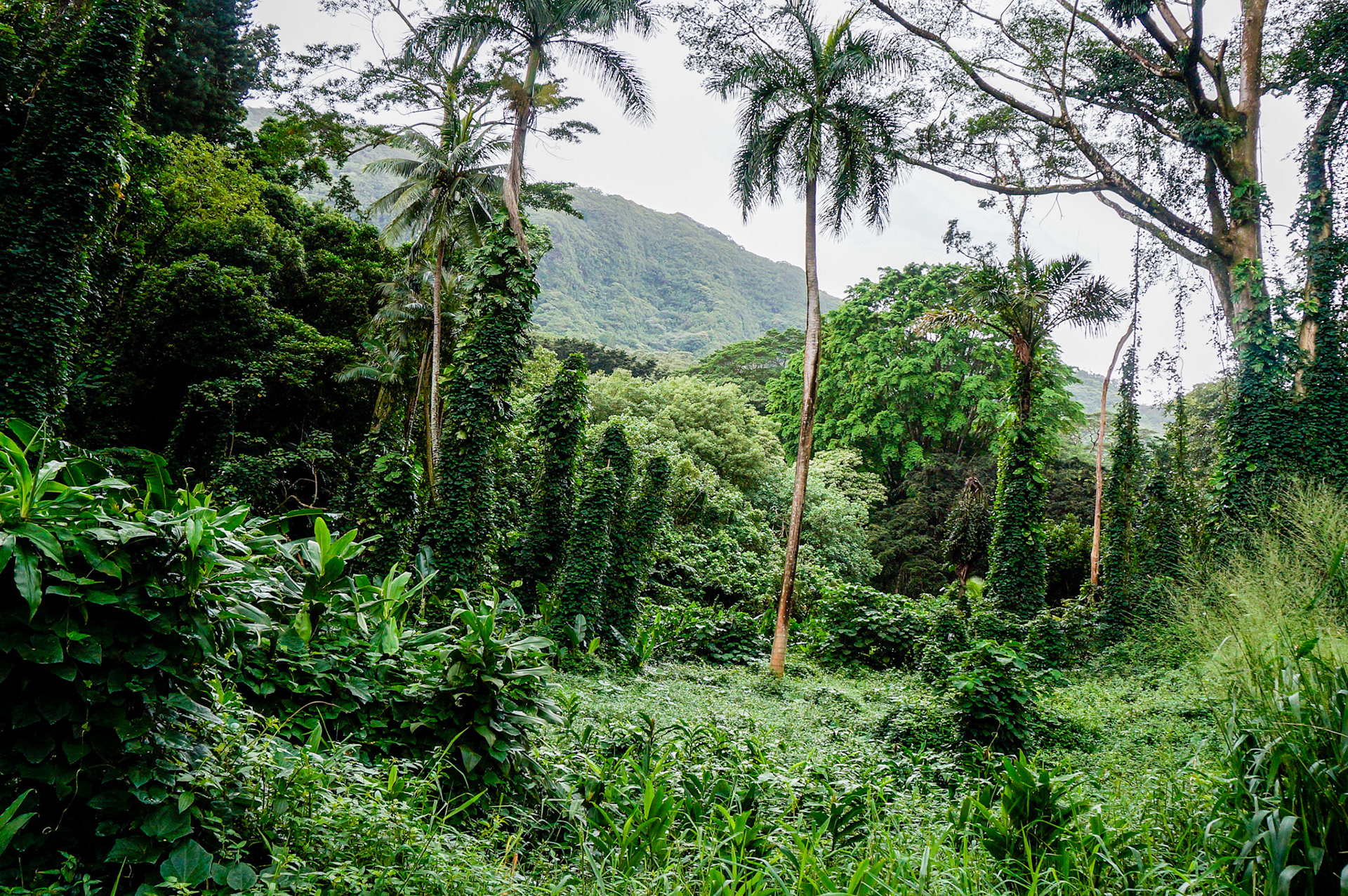 Manoa Falls Trail