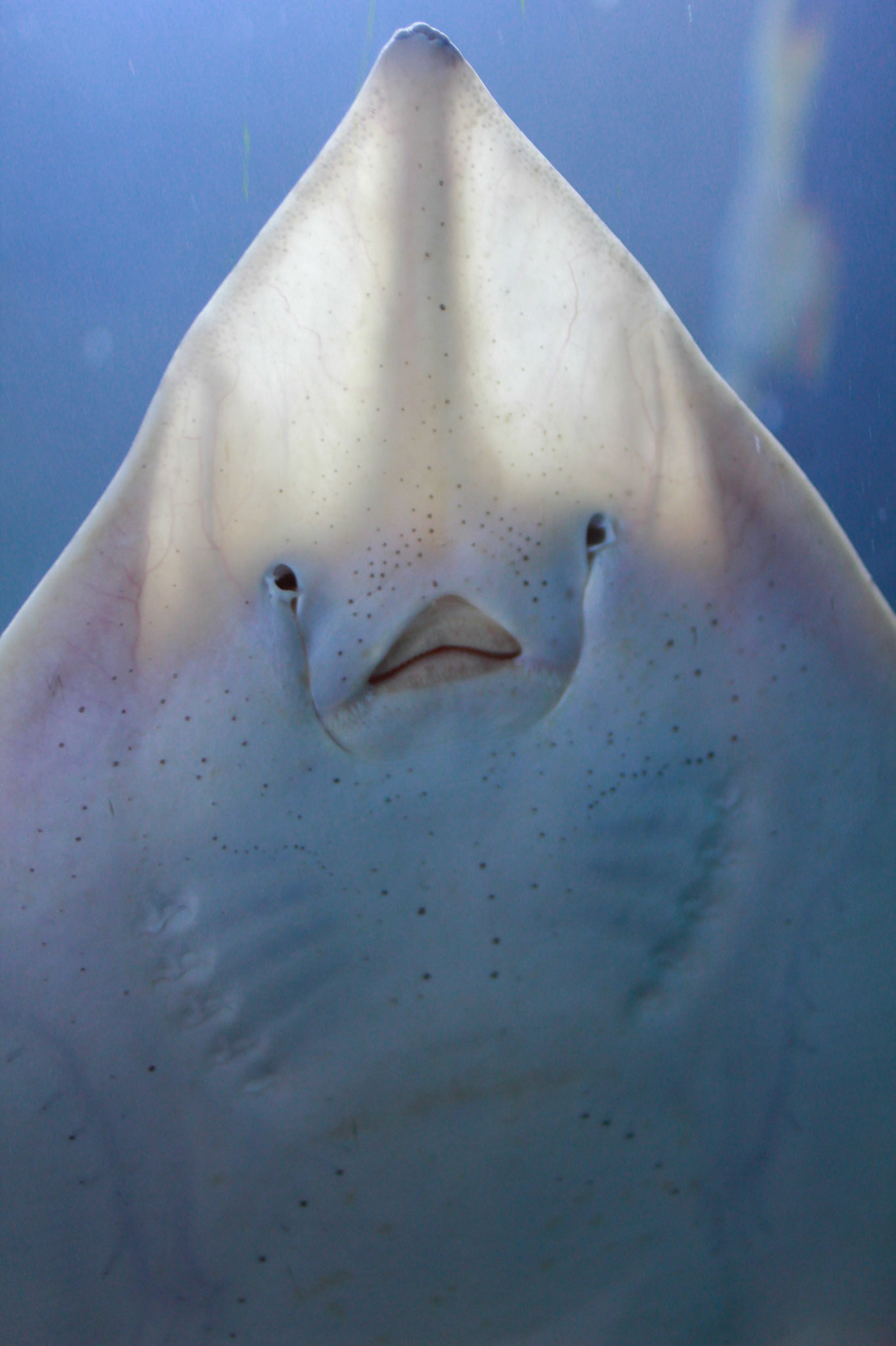 San Francisco Aquarium