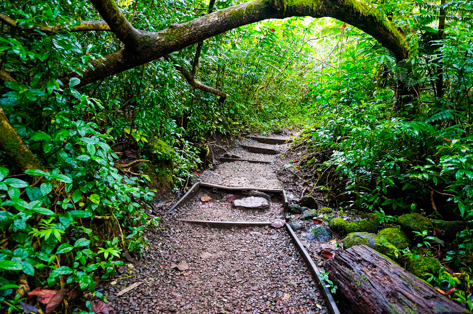Manoa Falls Trail