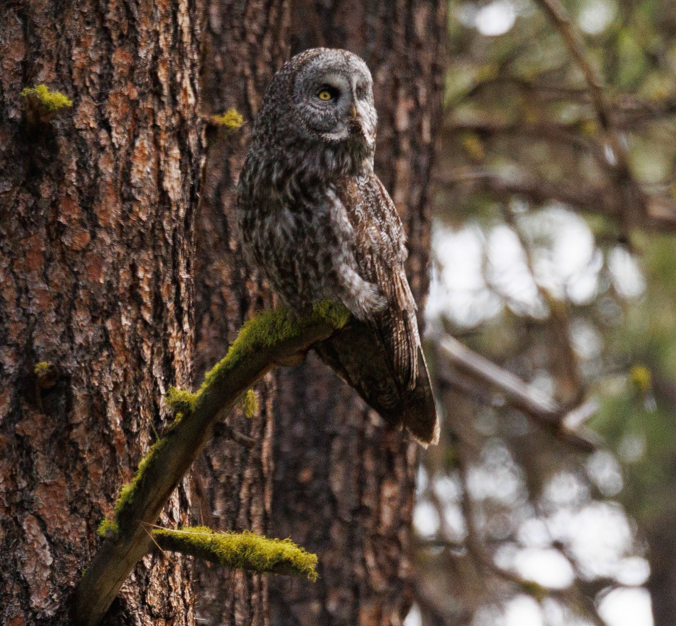 Great Gray Owl