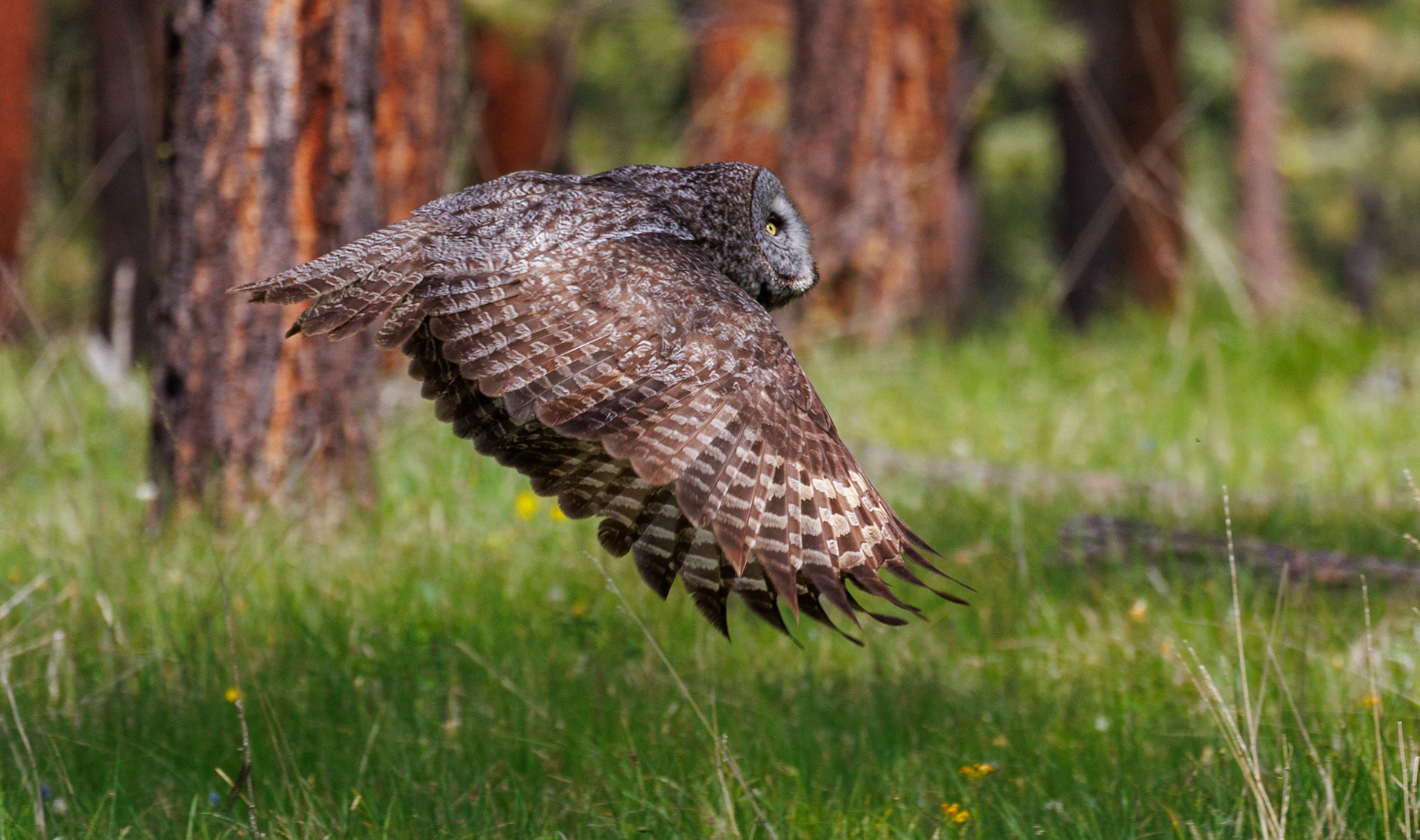 Great Gray Owl