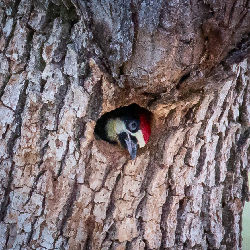 Acorn Woodpecker