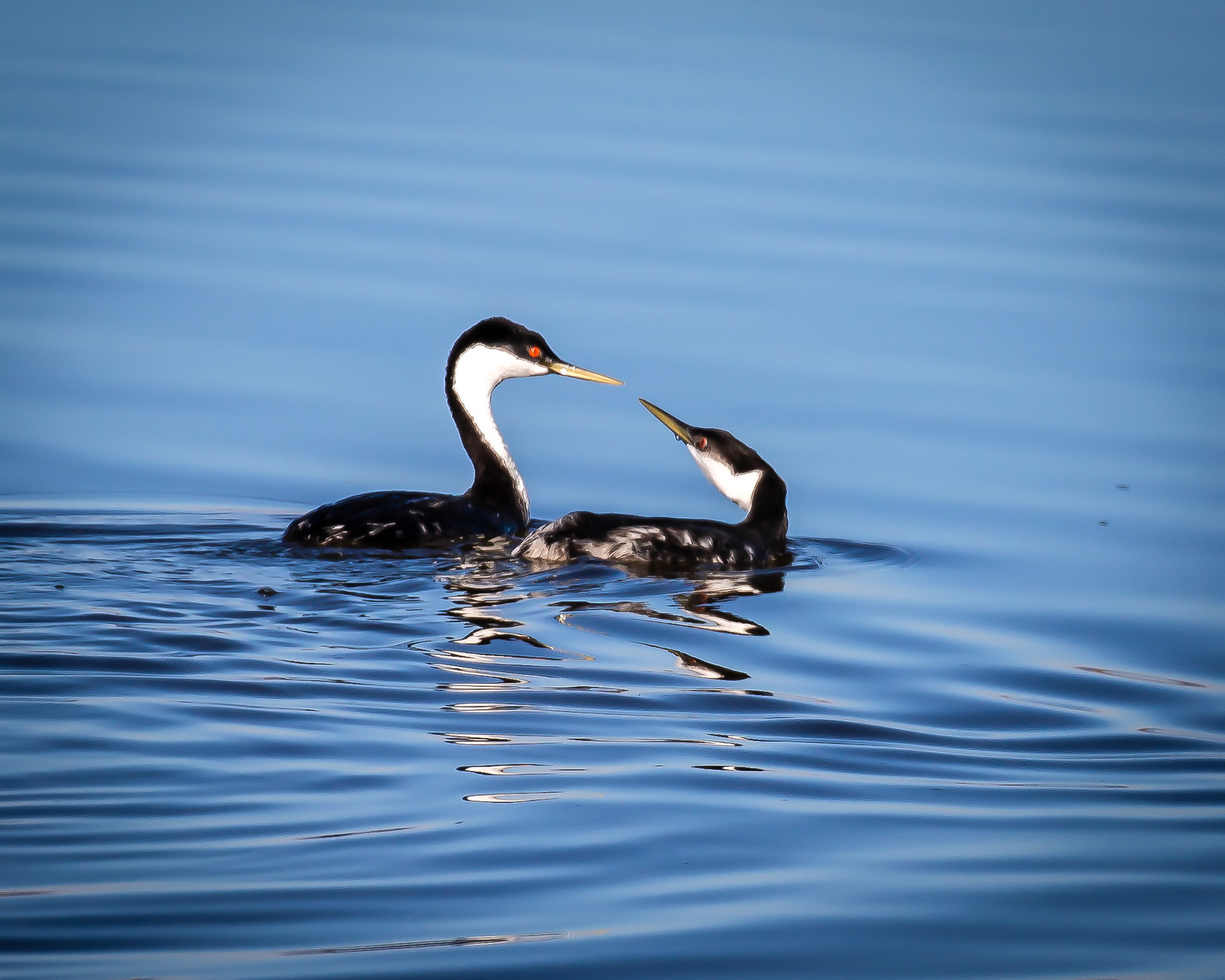 Western Grebe Mama and Baby