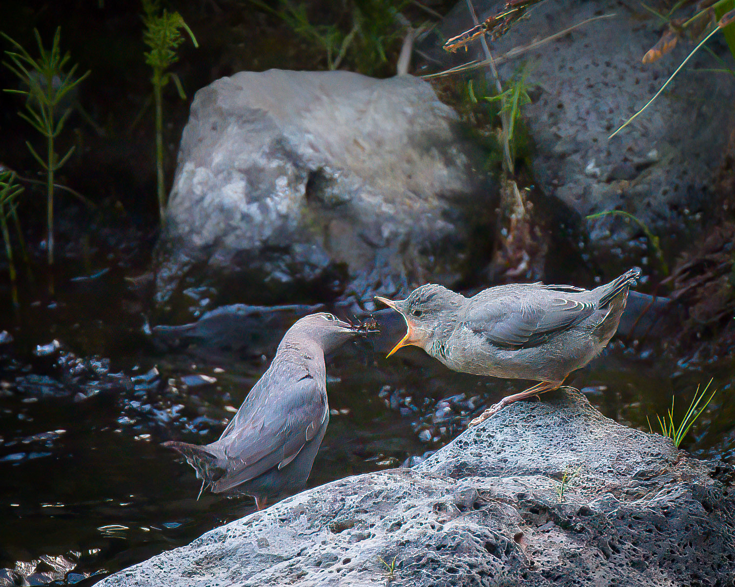 American Dipper Feeding