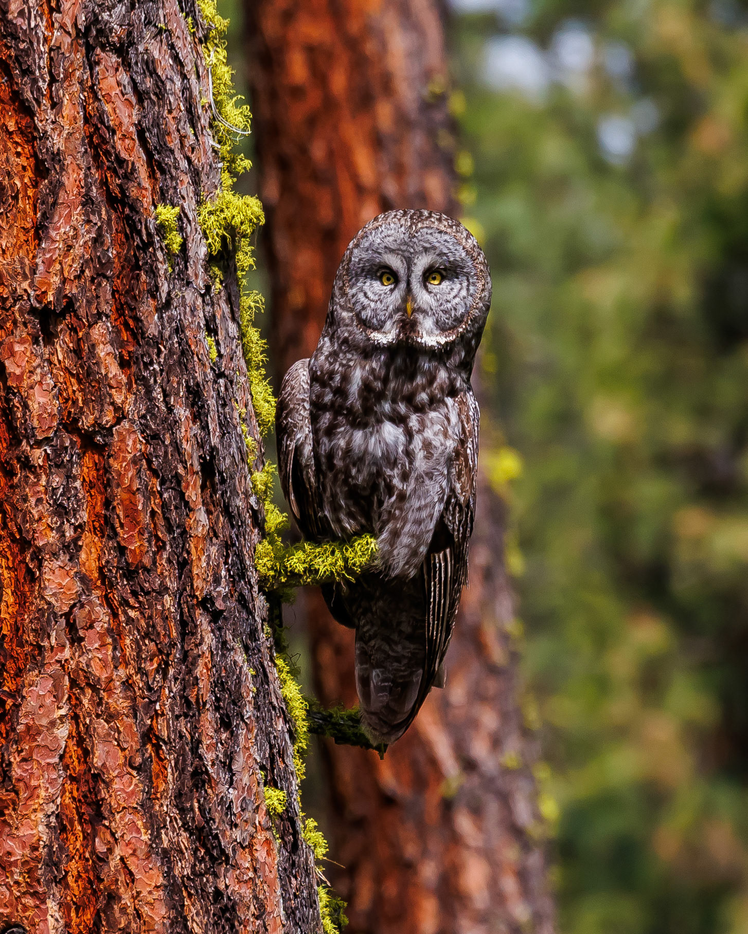 Great Gray Owl