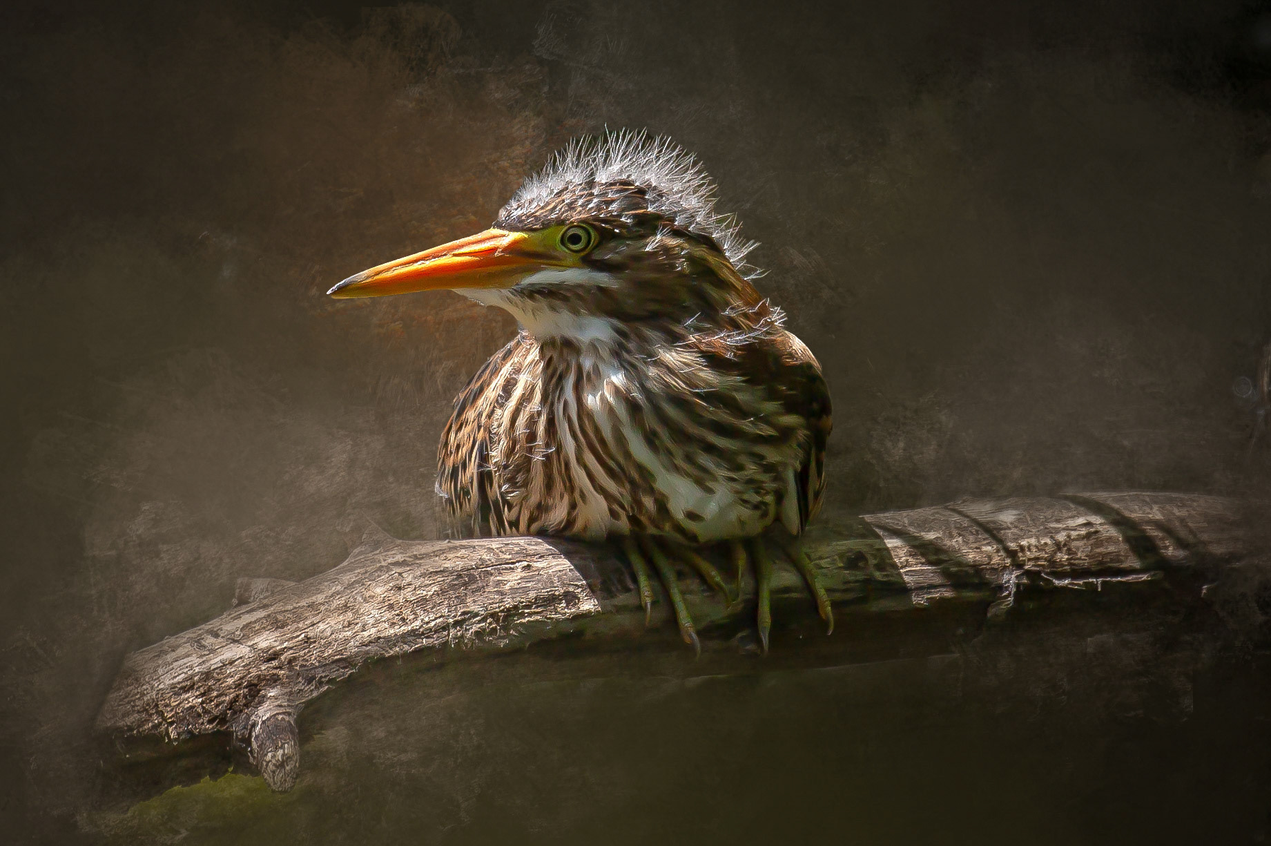 Baby Green Heron
