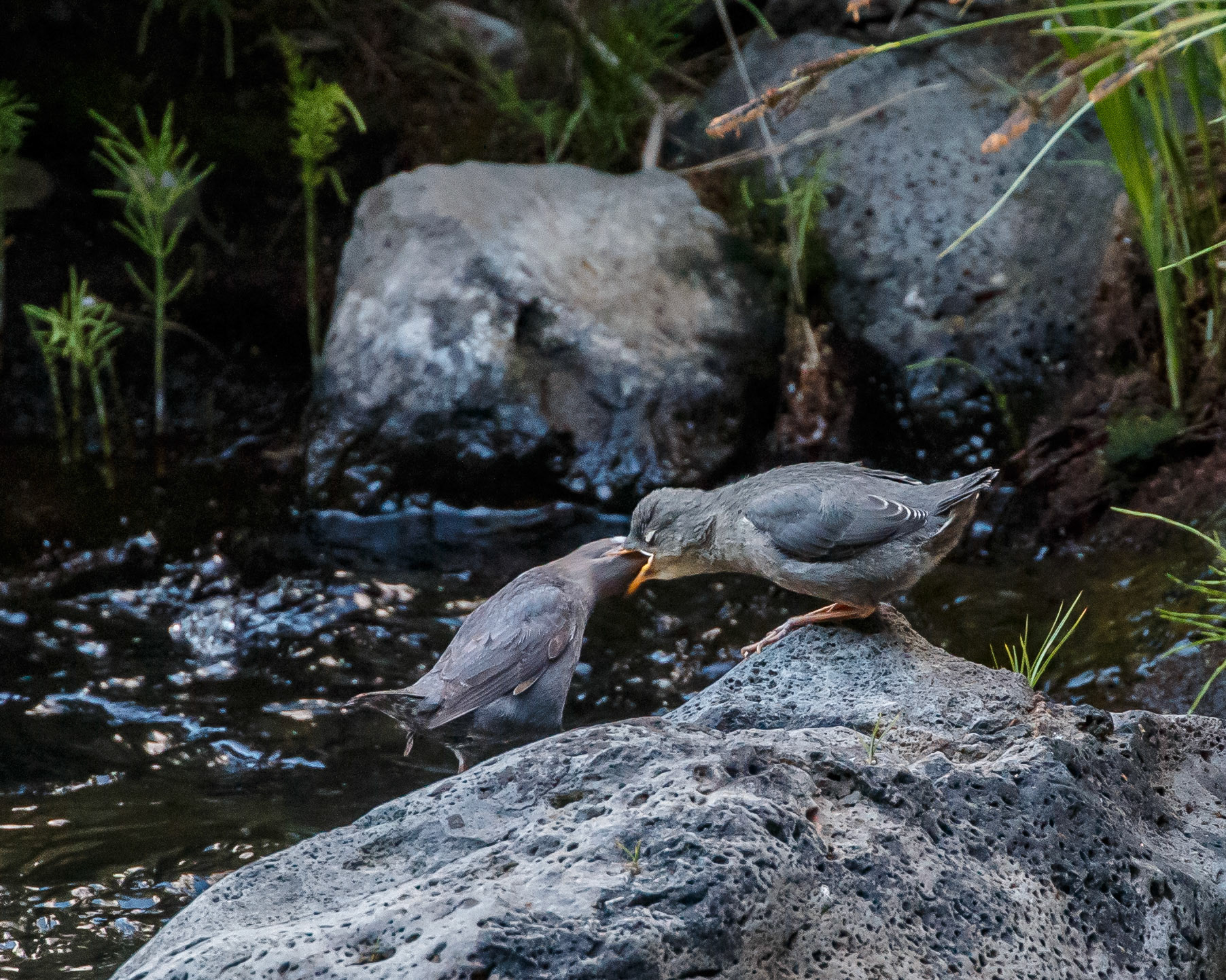 American Dipper Feeding
