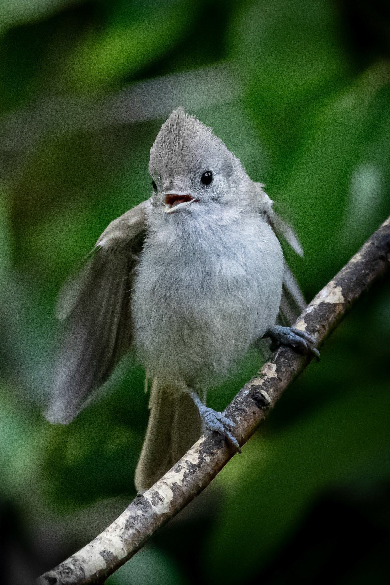 Baby Titmouse