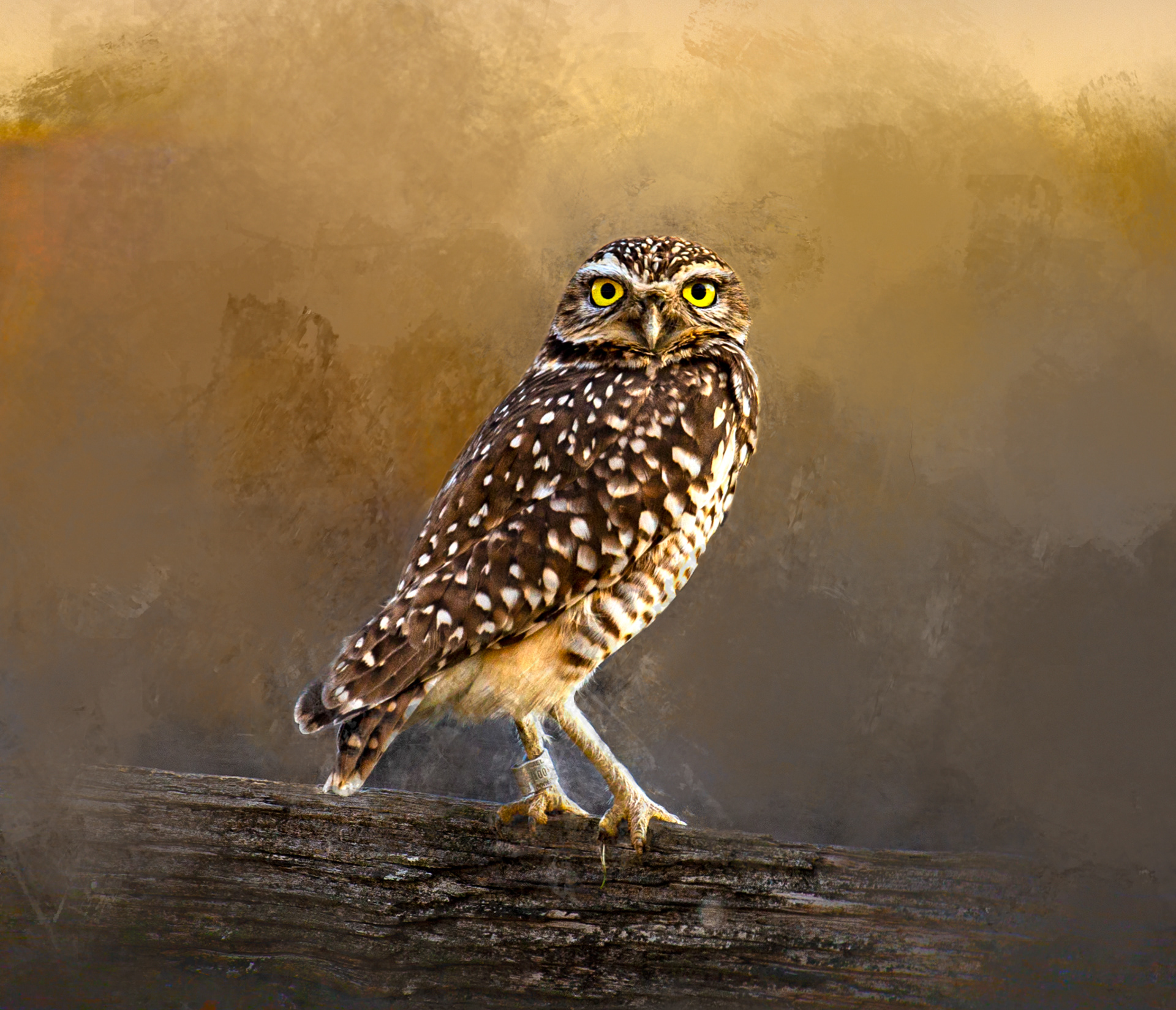 Burrowing Owl 