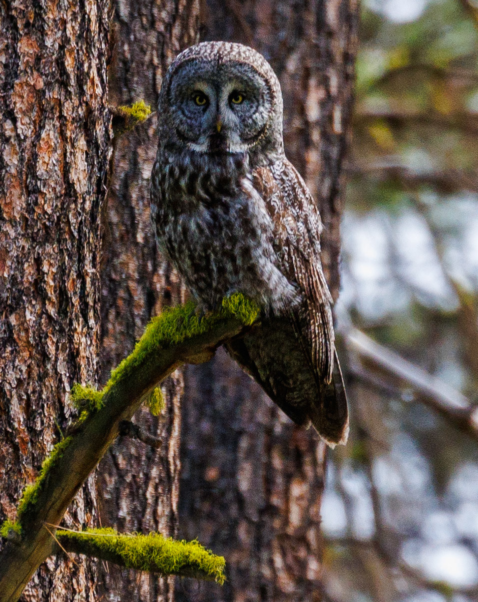Great Gray Owl
