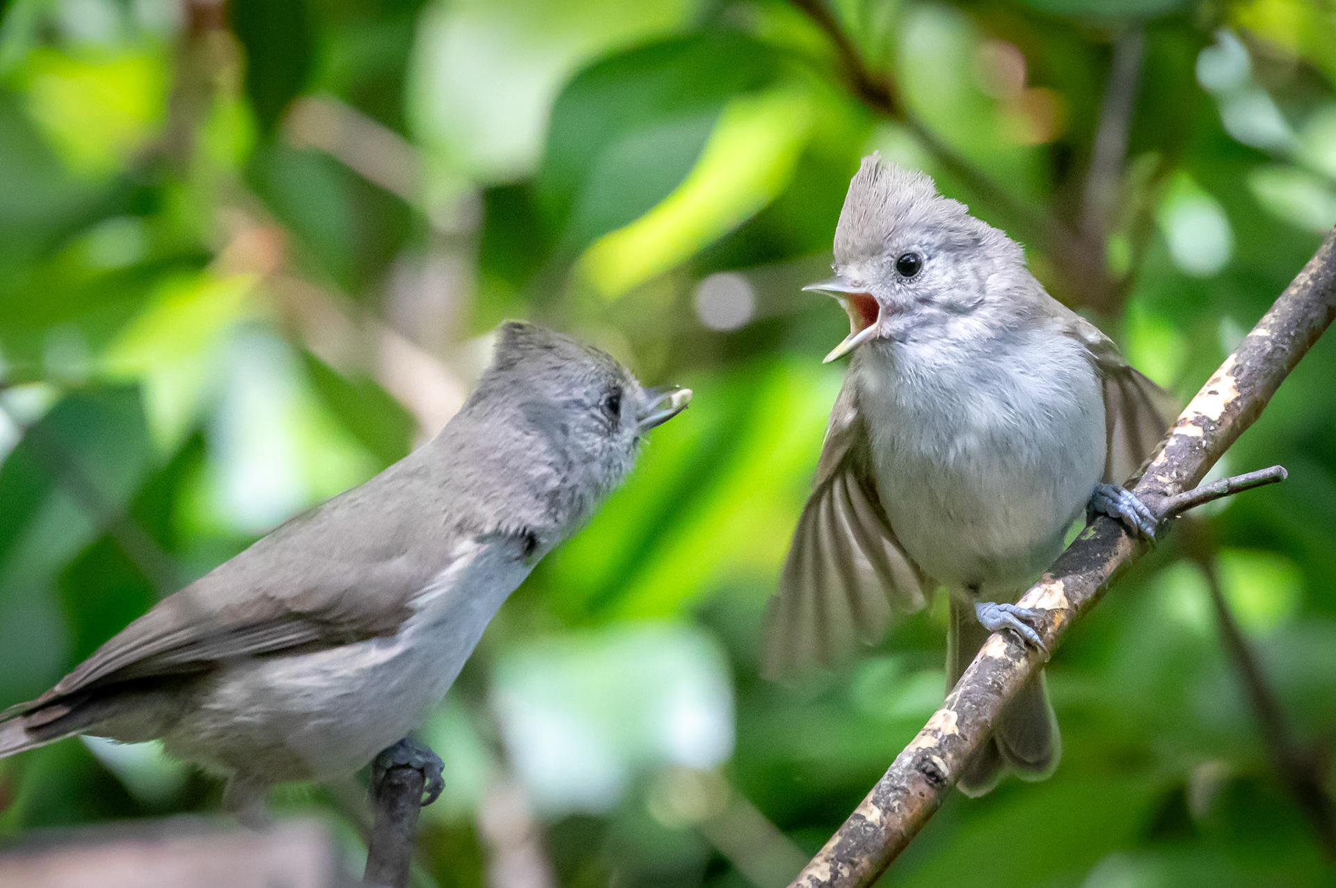 Baby Titmouse
