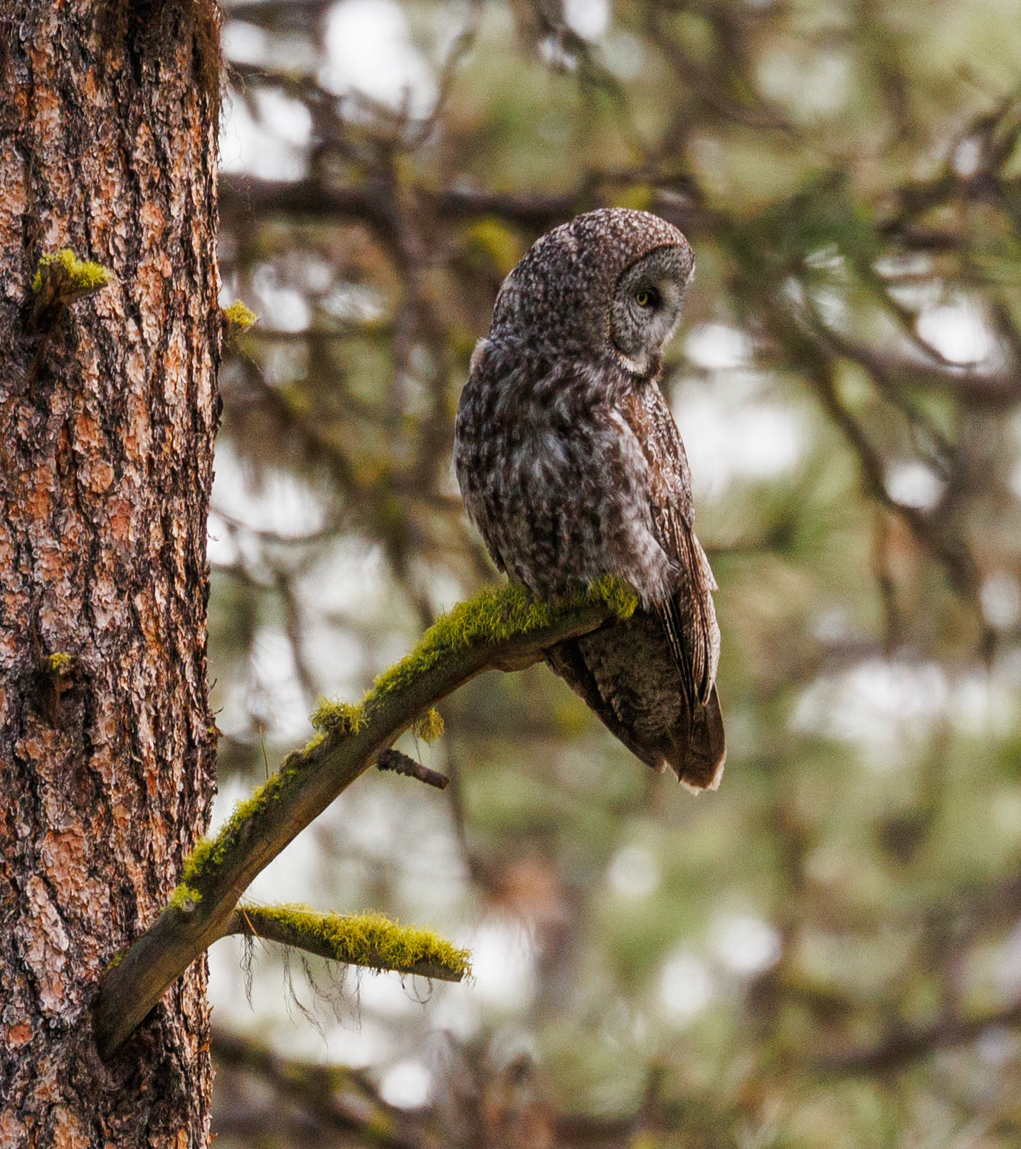 Great Gray Owl