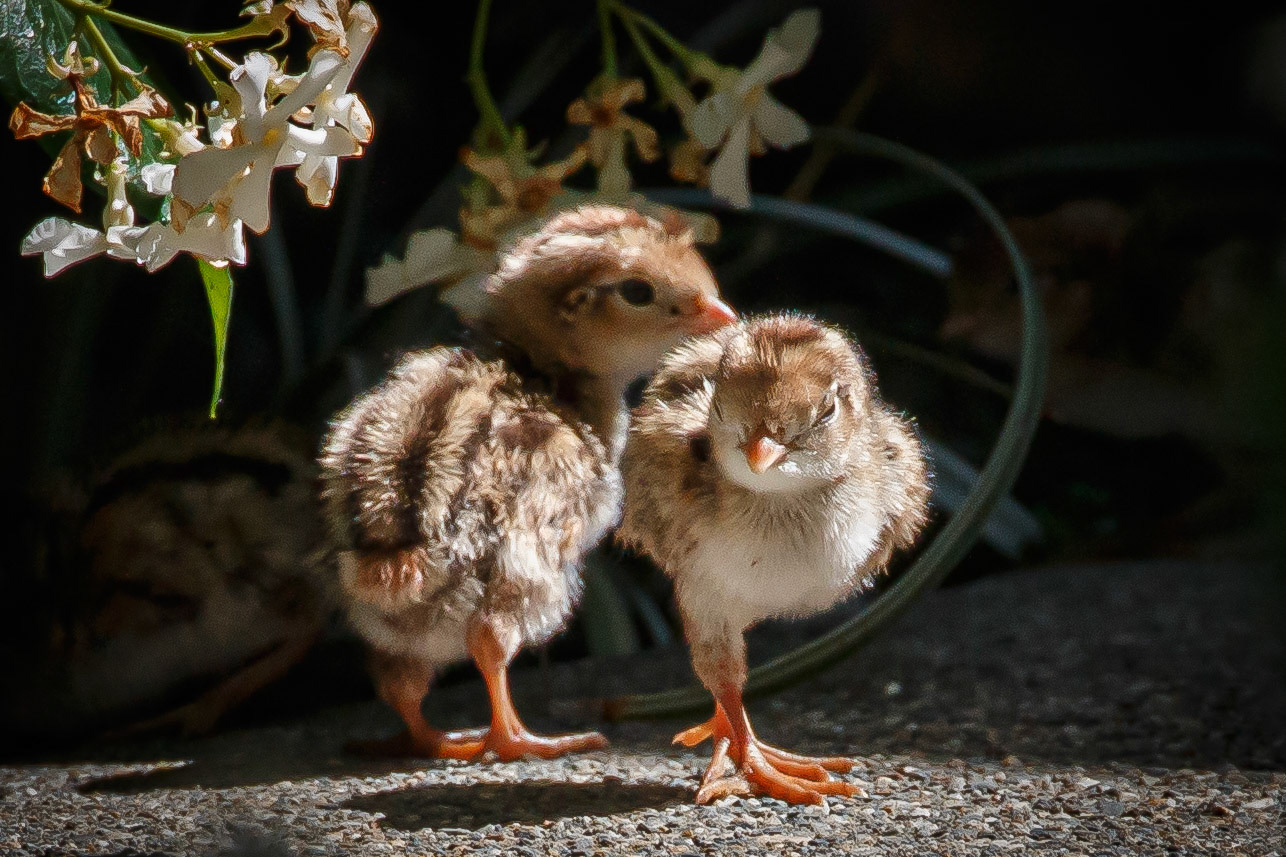 Baby Quail