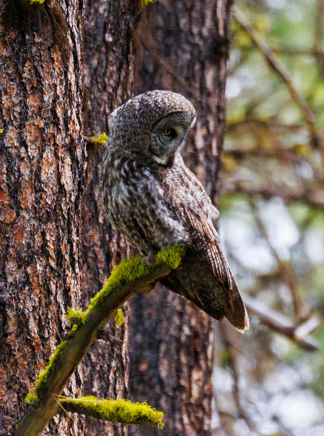 Great Gray Owl