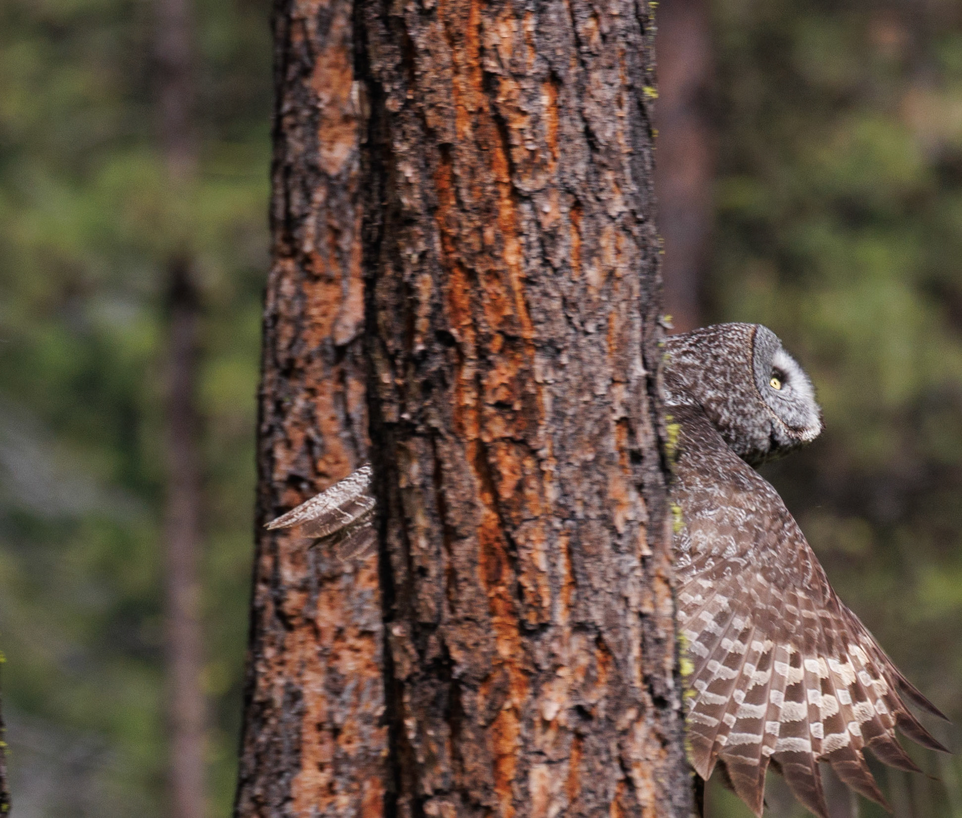 Great Gray Owl