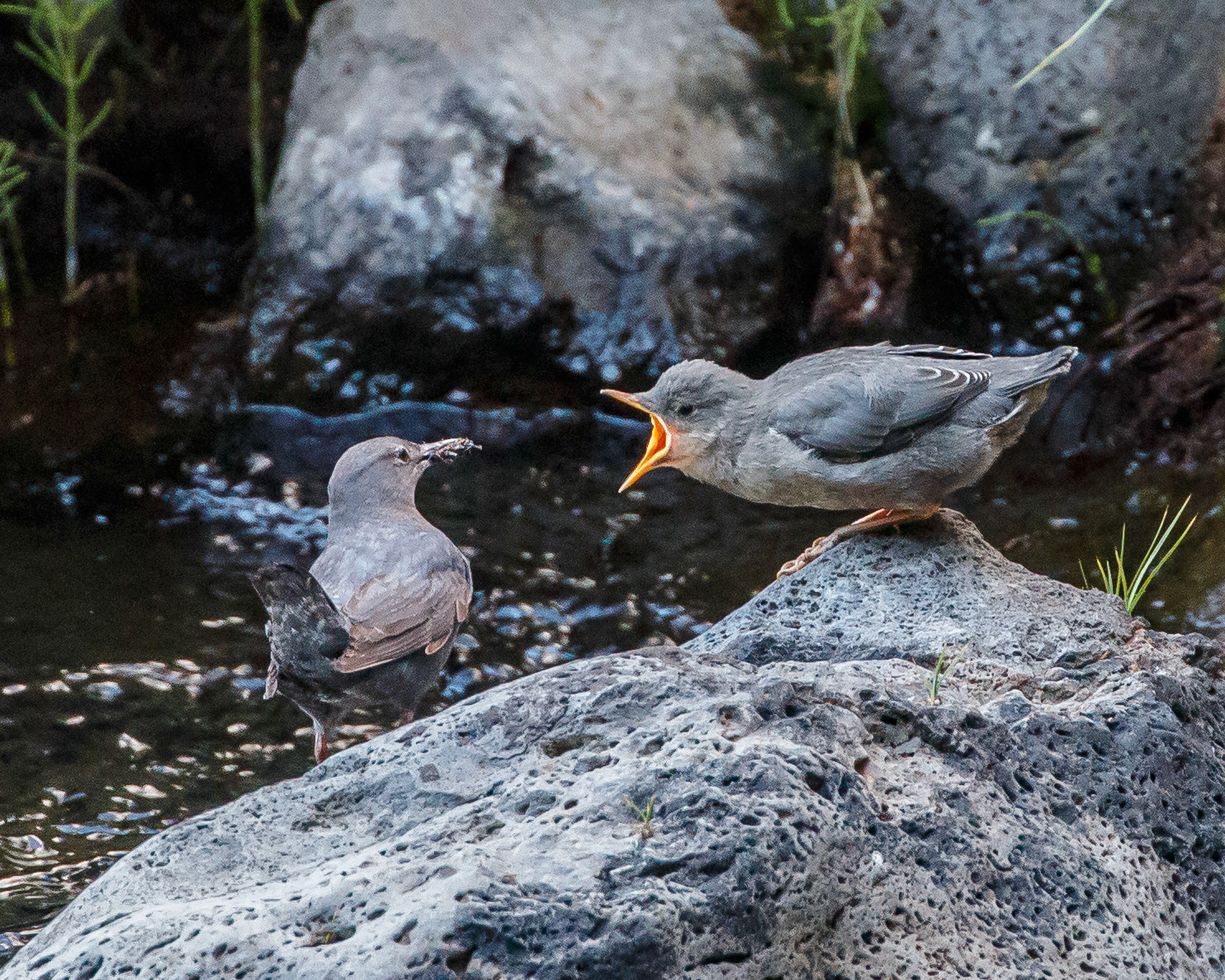 American Dipper Feeding