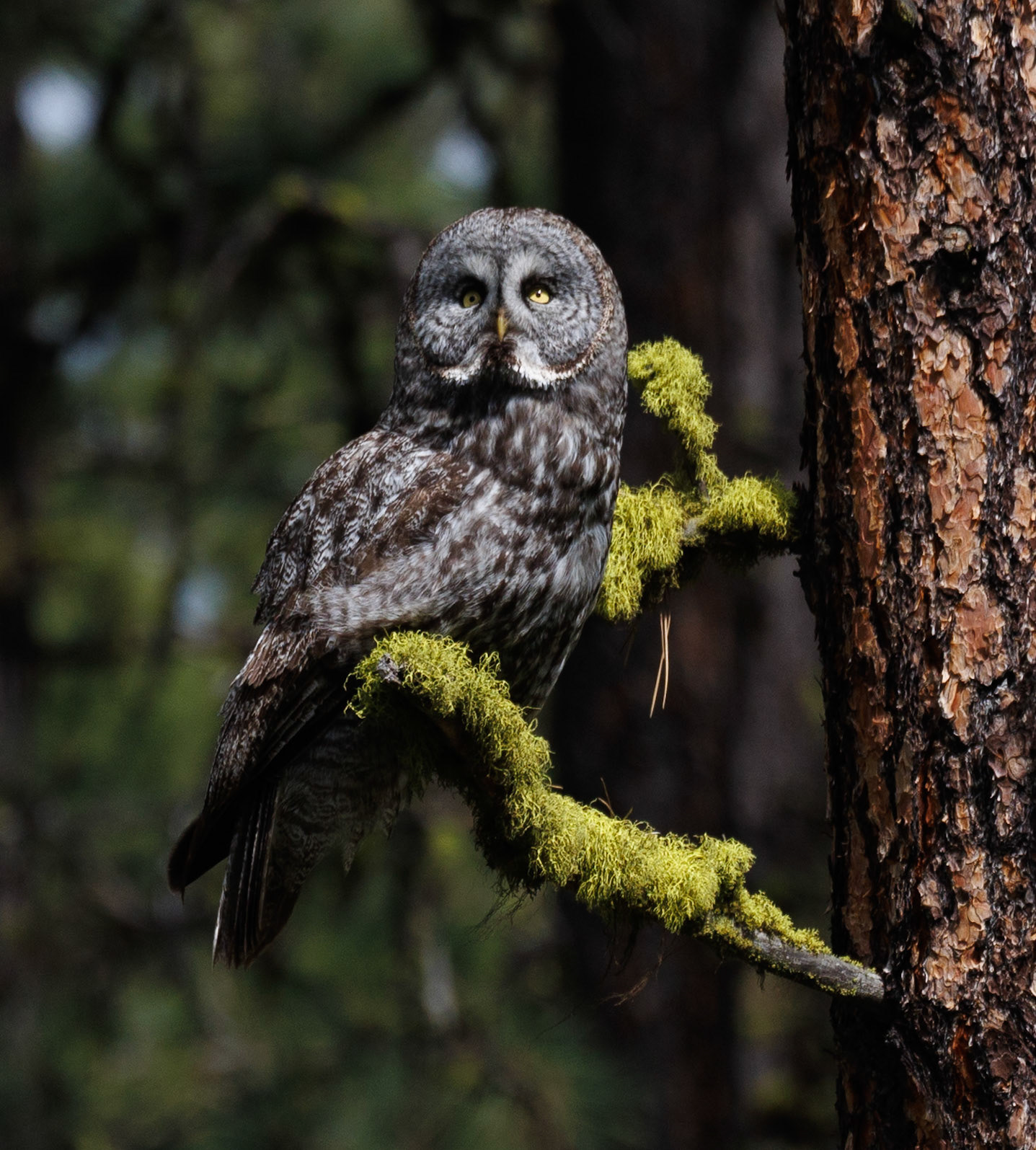 Great Gray Owl