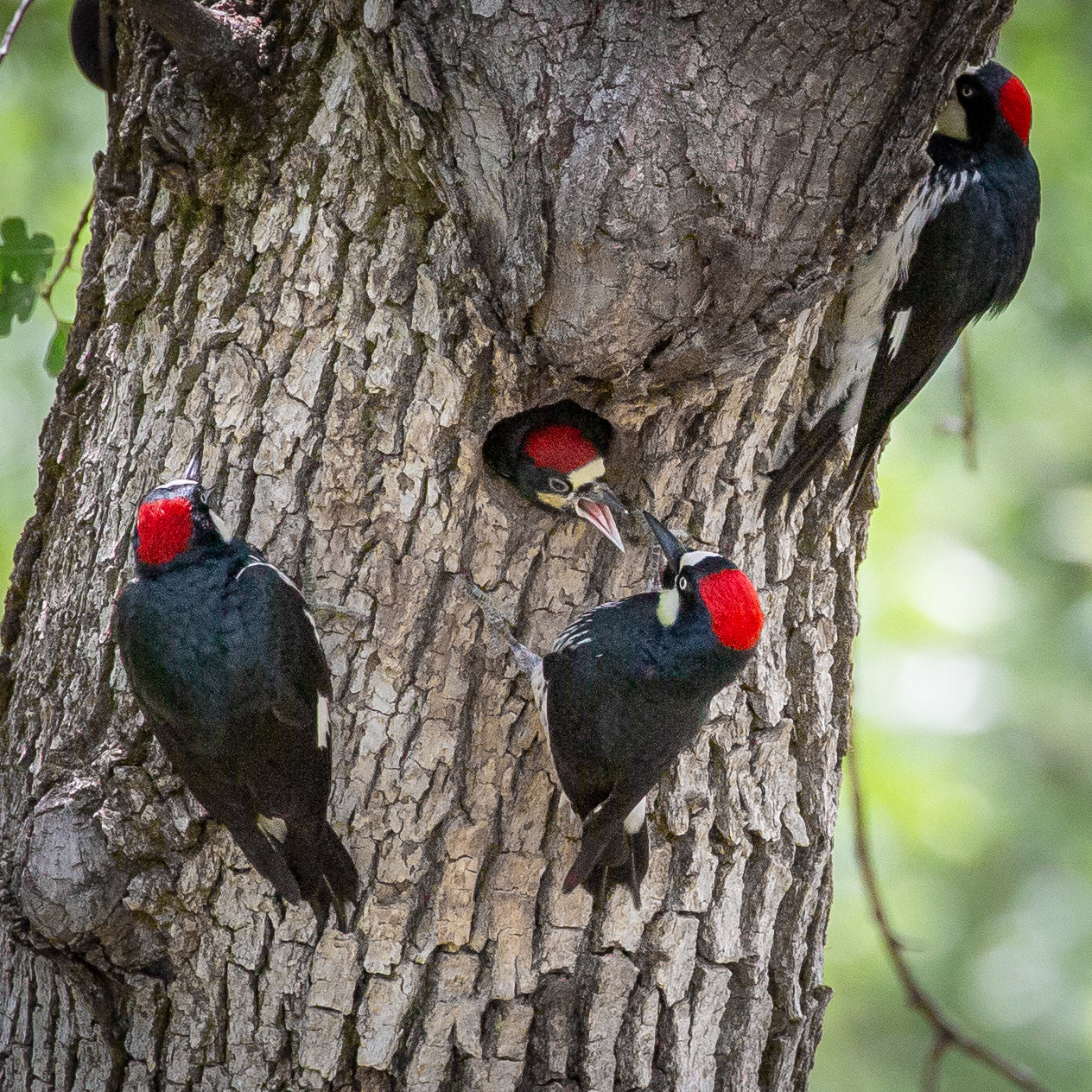 Acorn Woodpecker