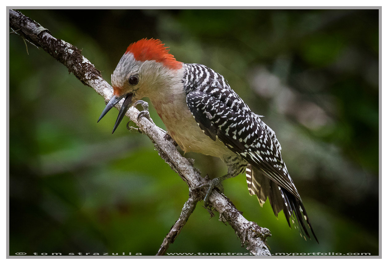 Red-bellied Woodpecker