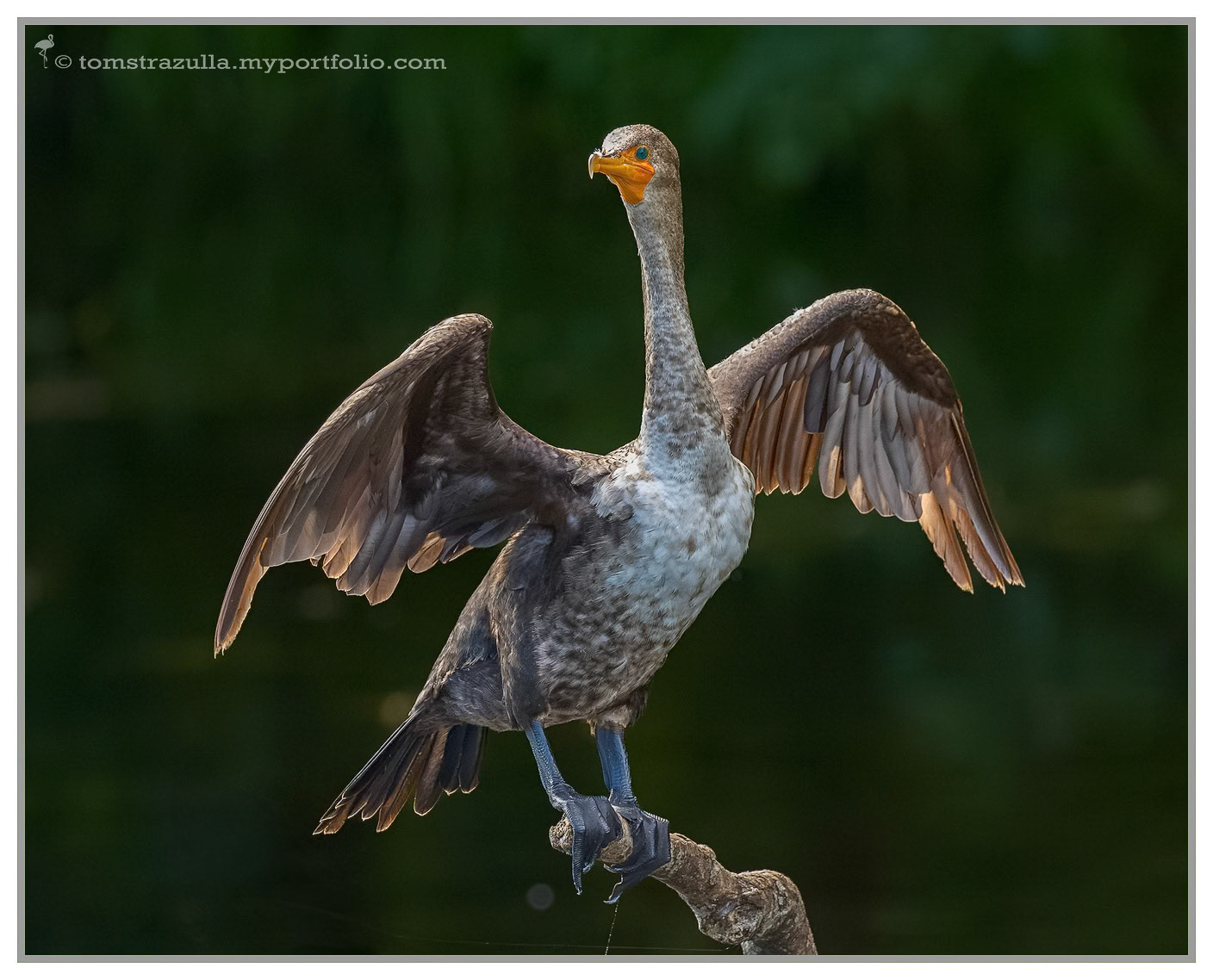 Double-crested Cormorant (immature, Wakulla Springs)
