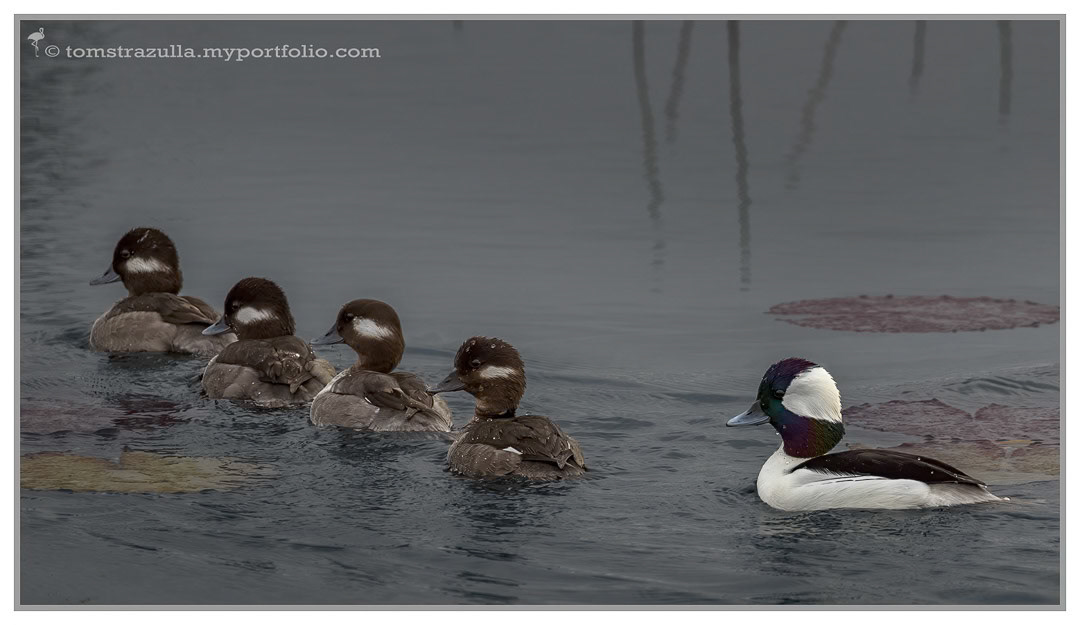 Bufflehead (drake and hens)