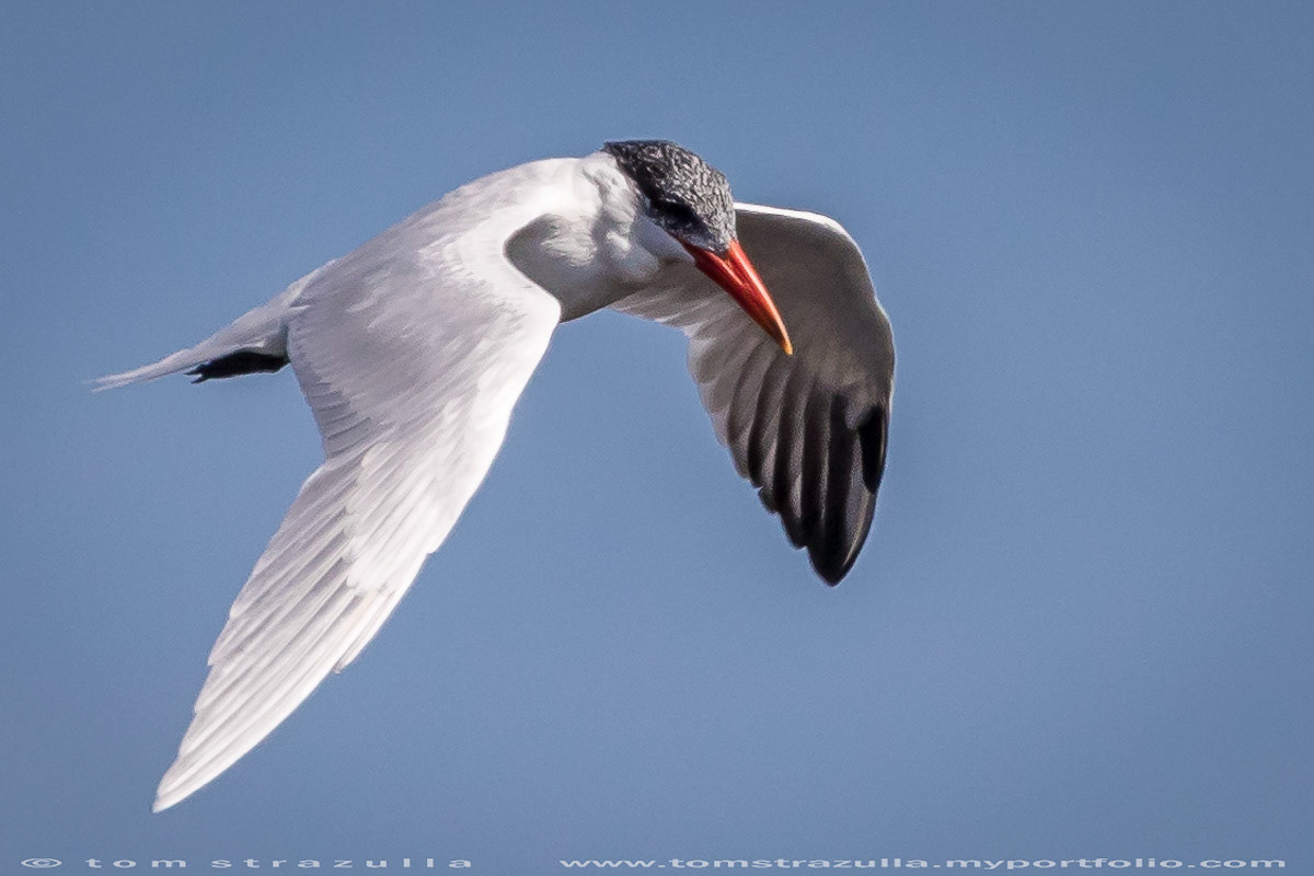 Royal Tern