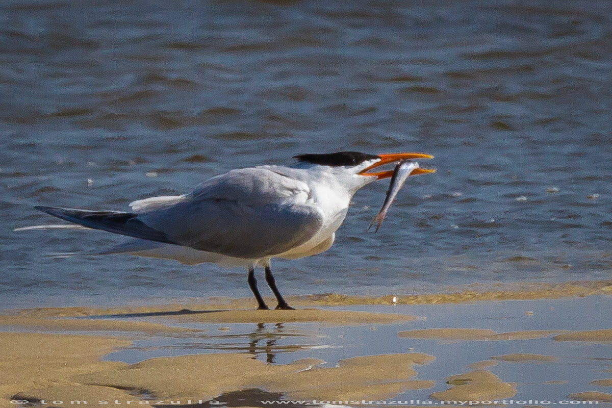 Royal Tern