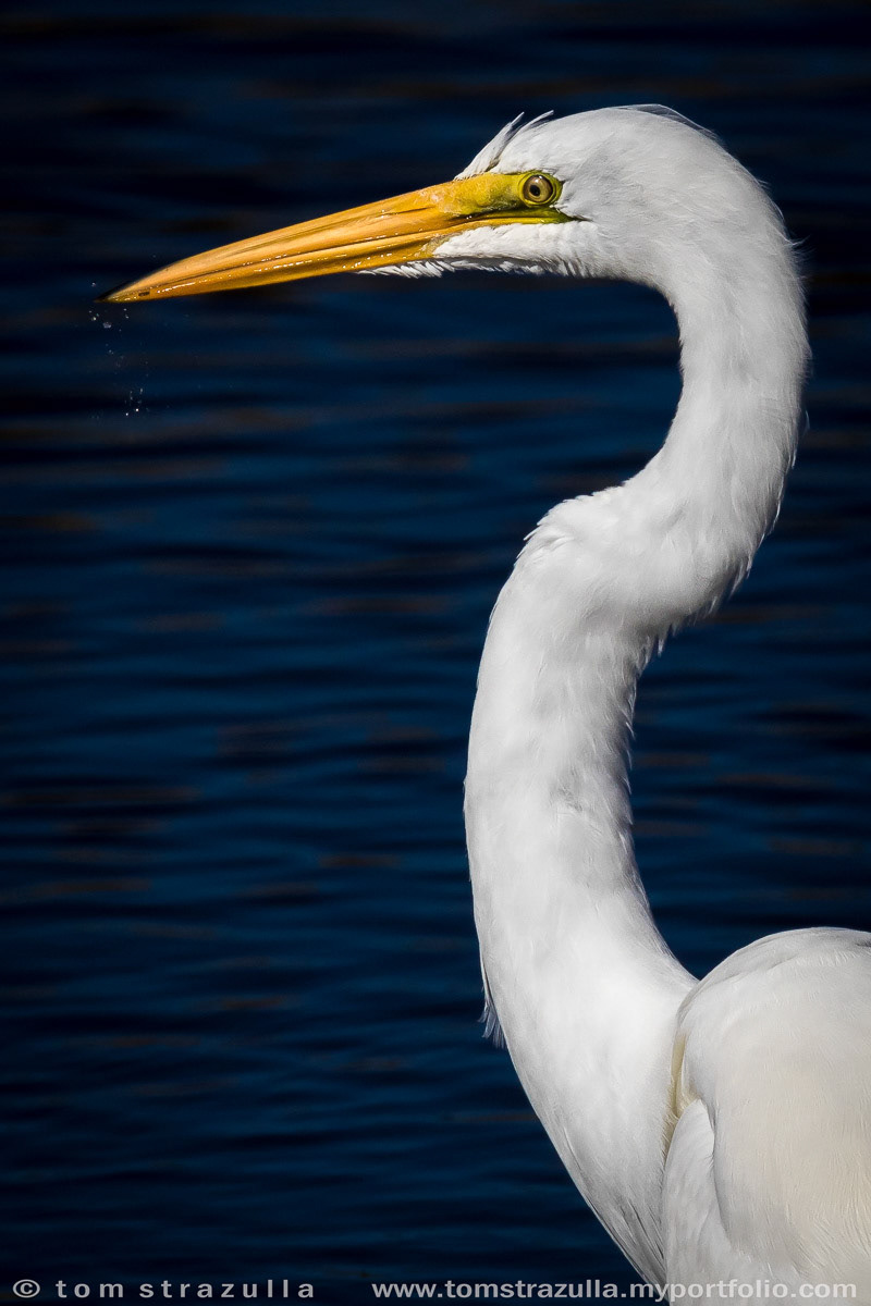 Great Egret