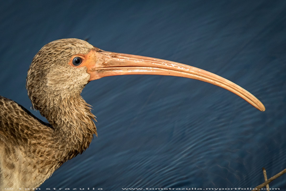 White Ibis (Juvenile)