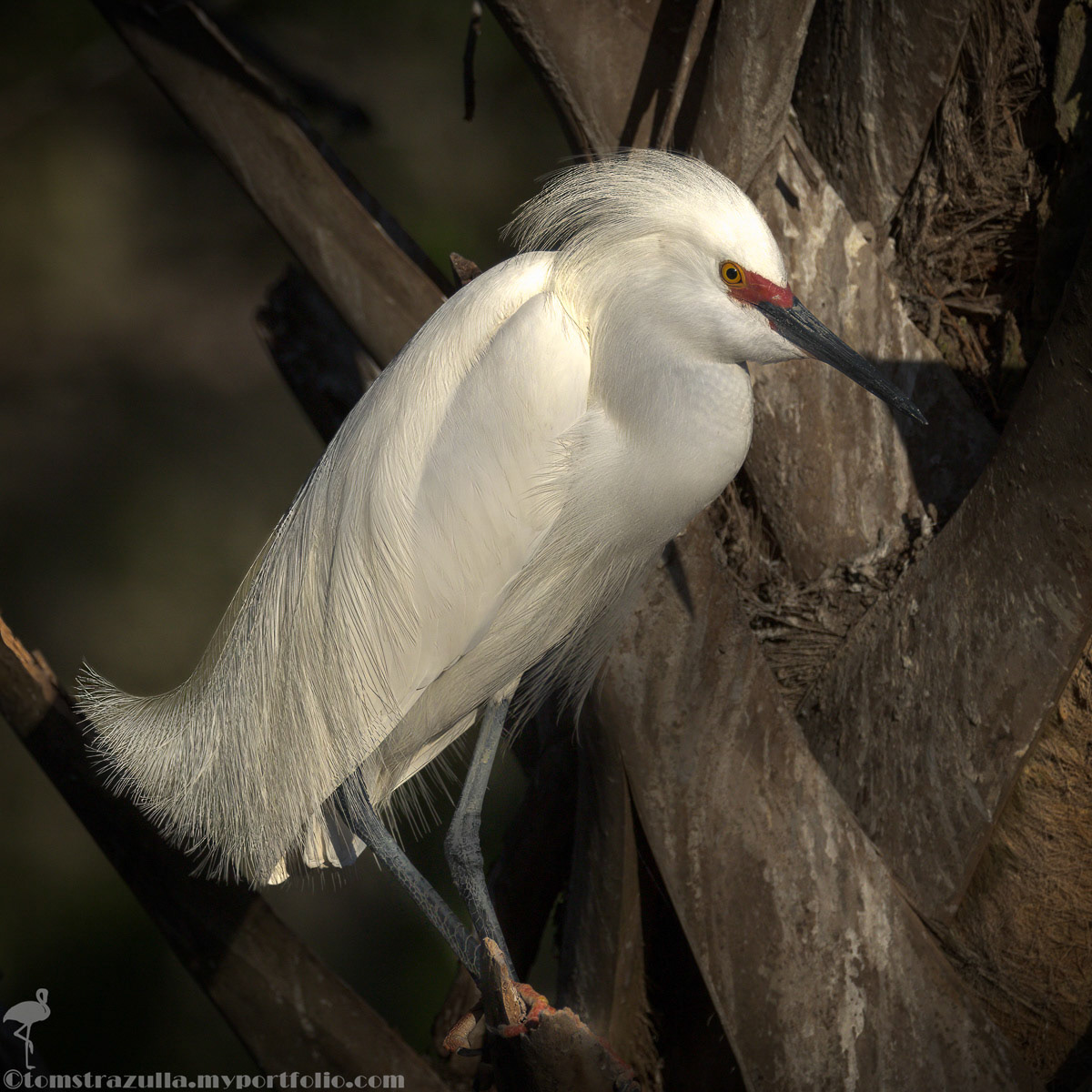 Snowy Egret