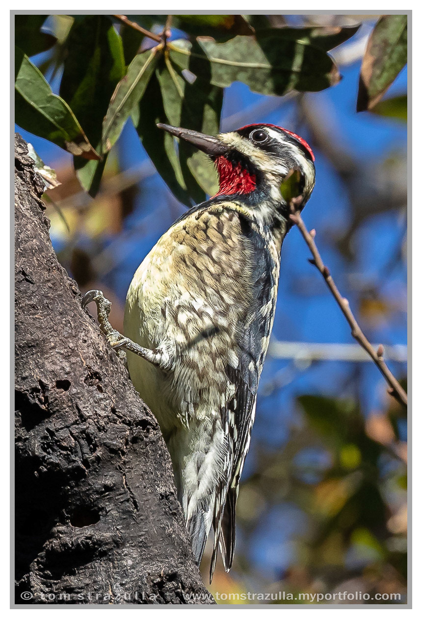 Yellow Bellied Sapsucker