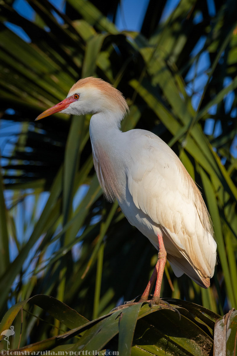 Cattle Egret