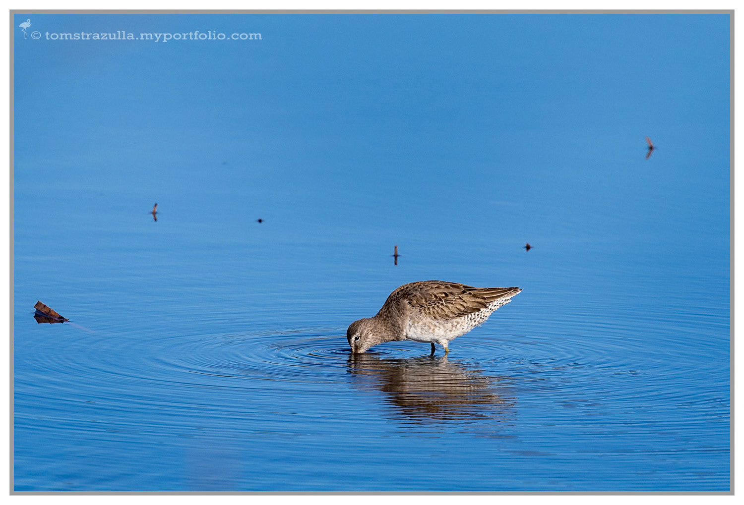 Willet