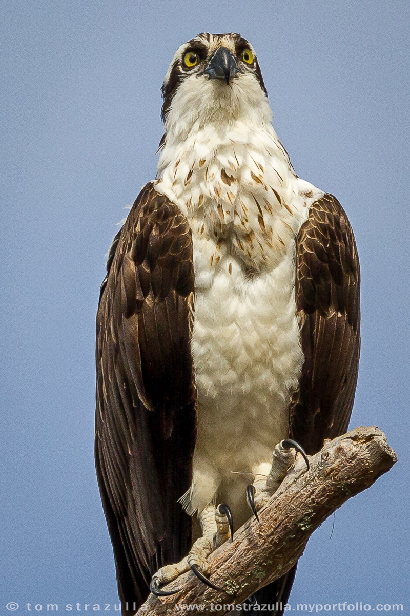 Osprey