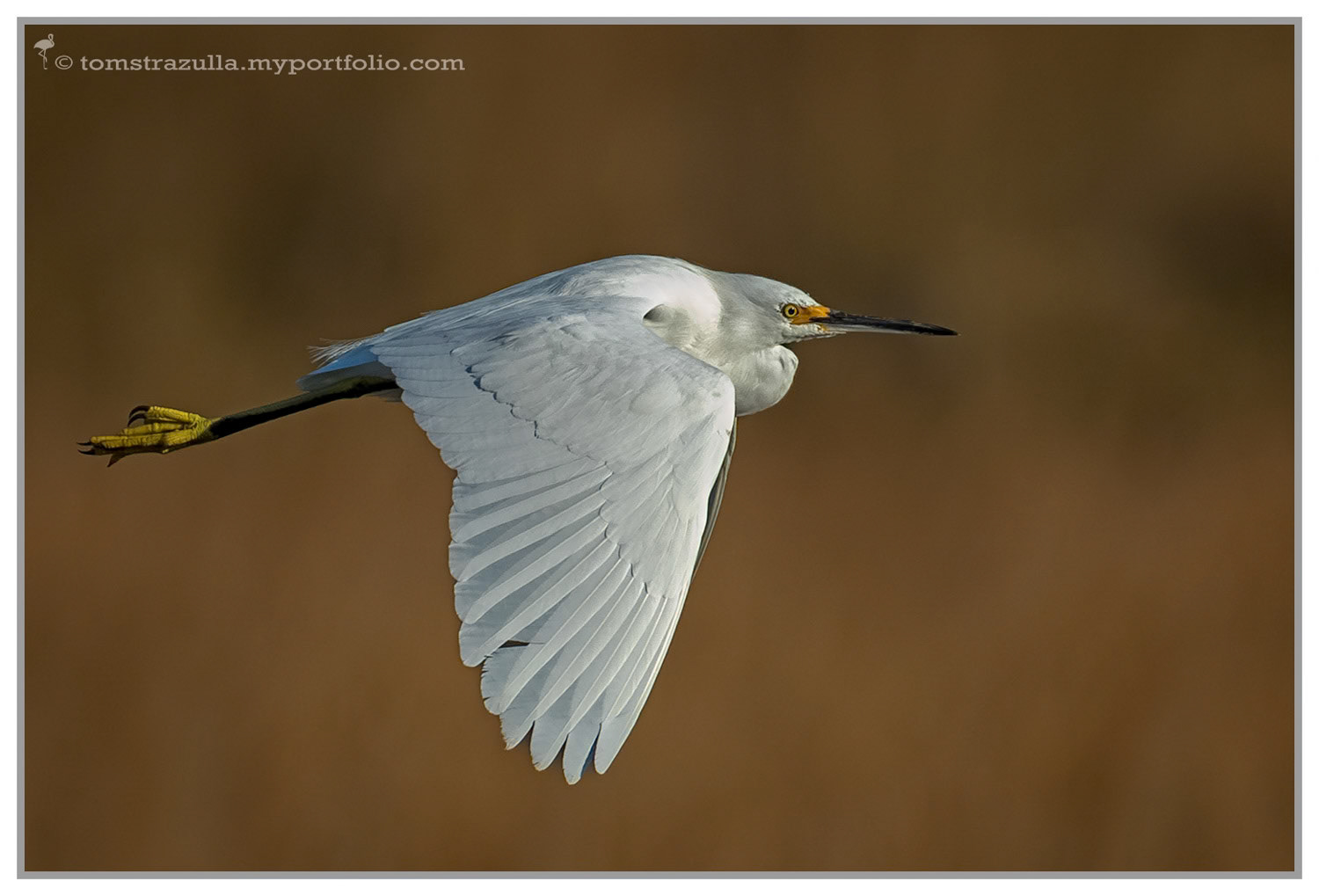 Snowy Egret