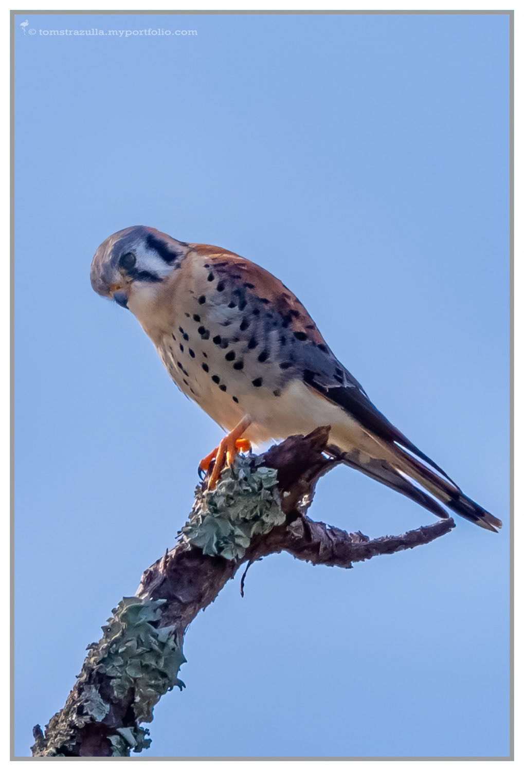 American Kestrel