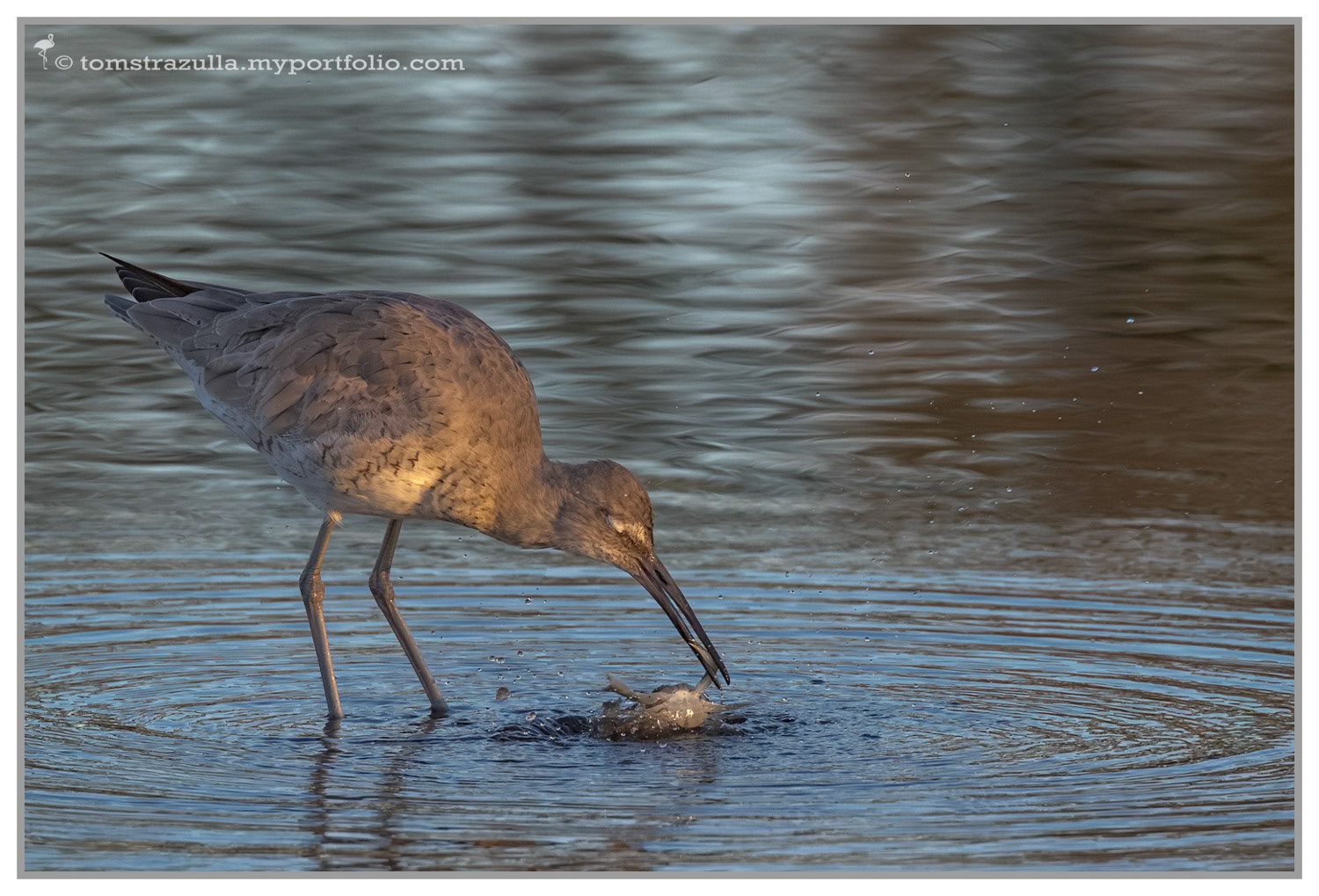 Willet