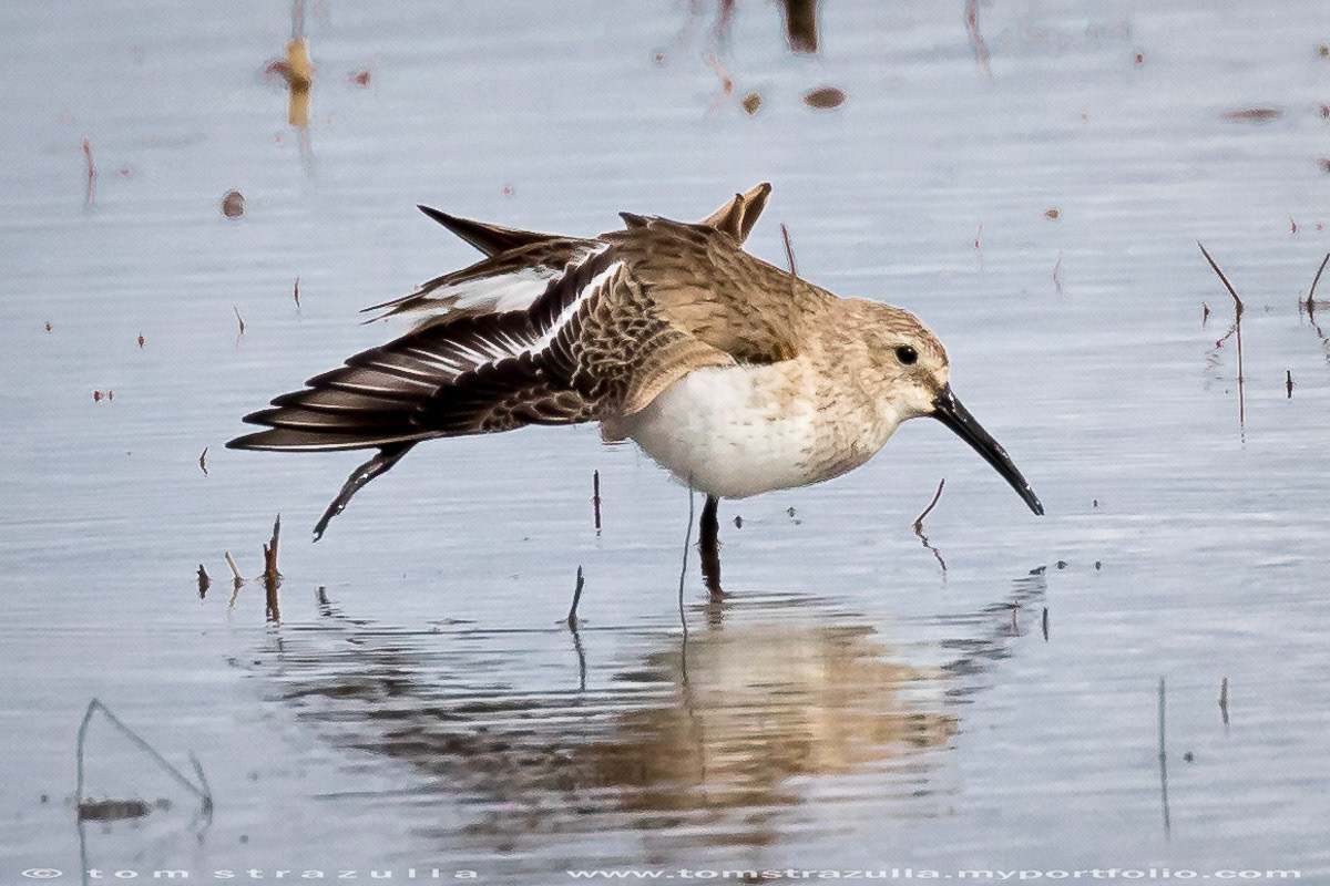 Dunlin