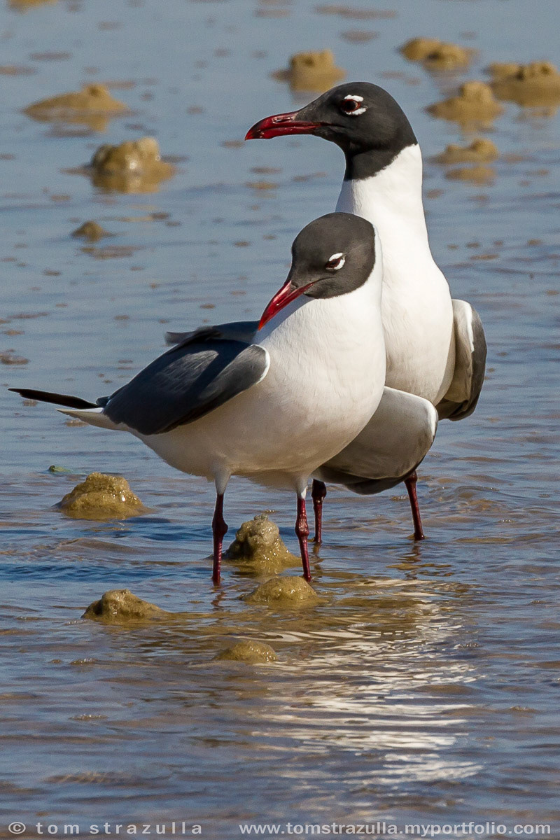 Laughing Gull