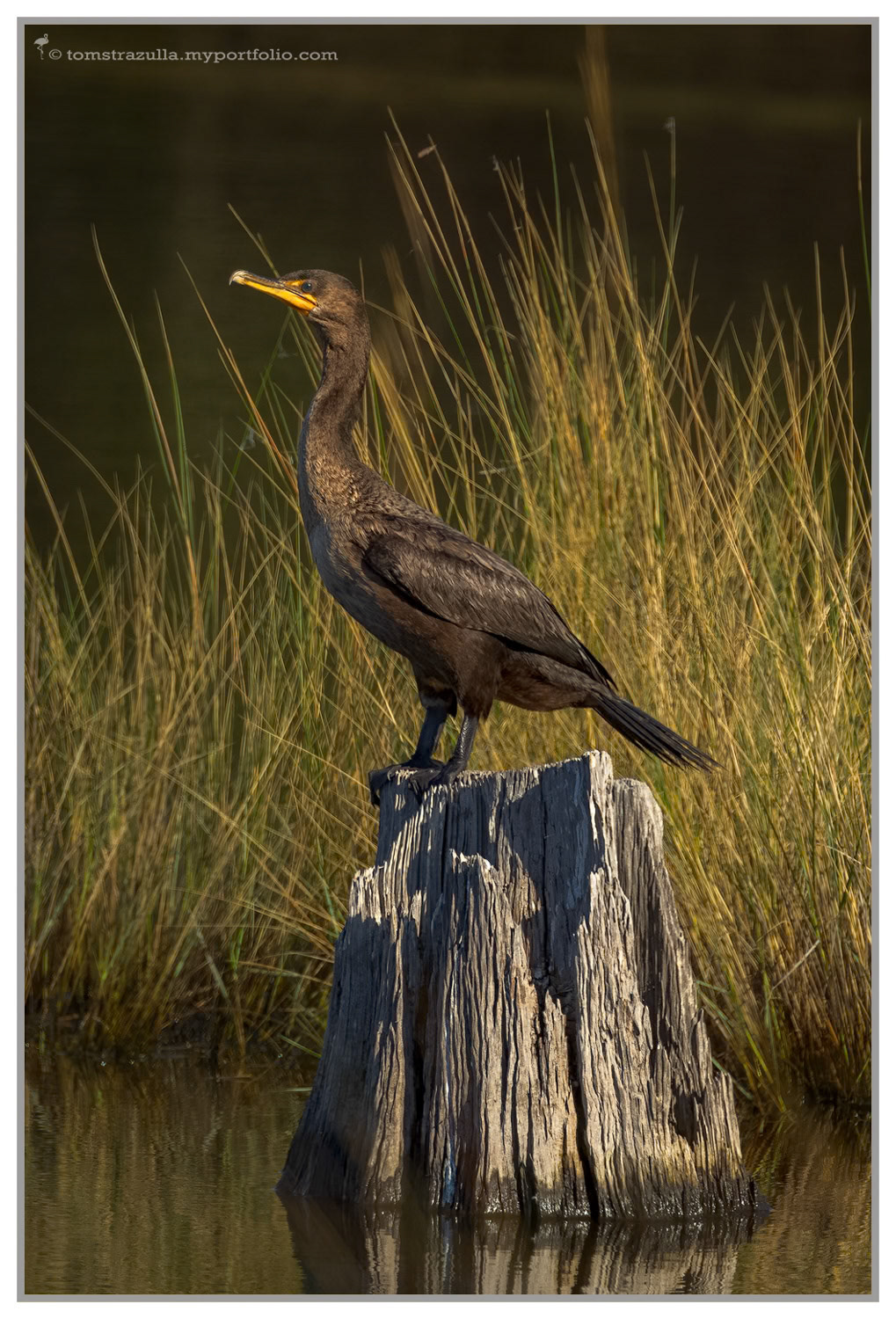 Double-crested Cormorant