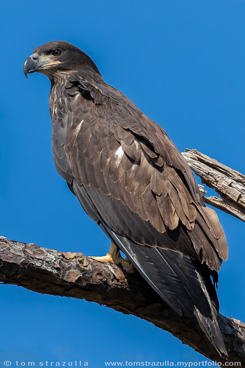 Bald Eagle (immature)