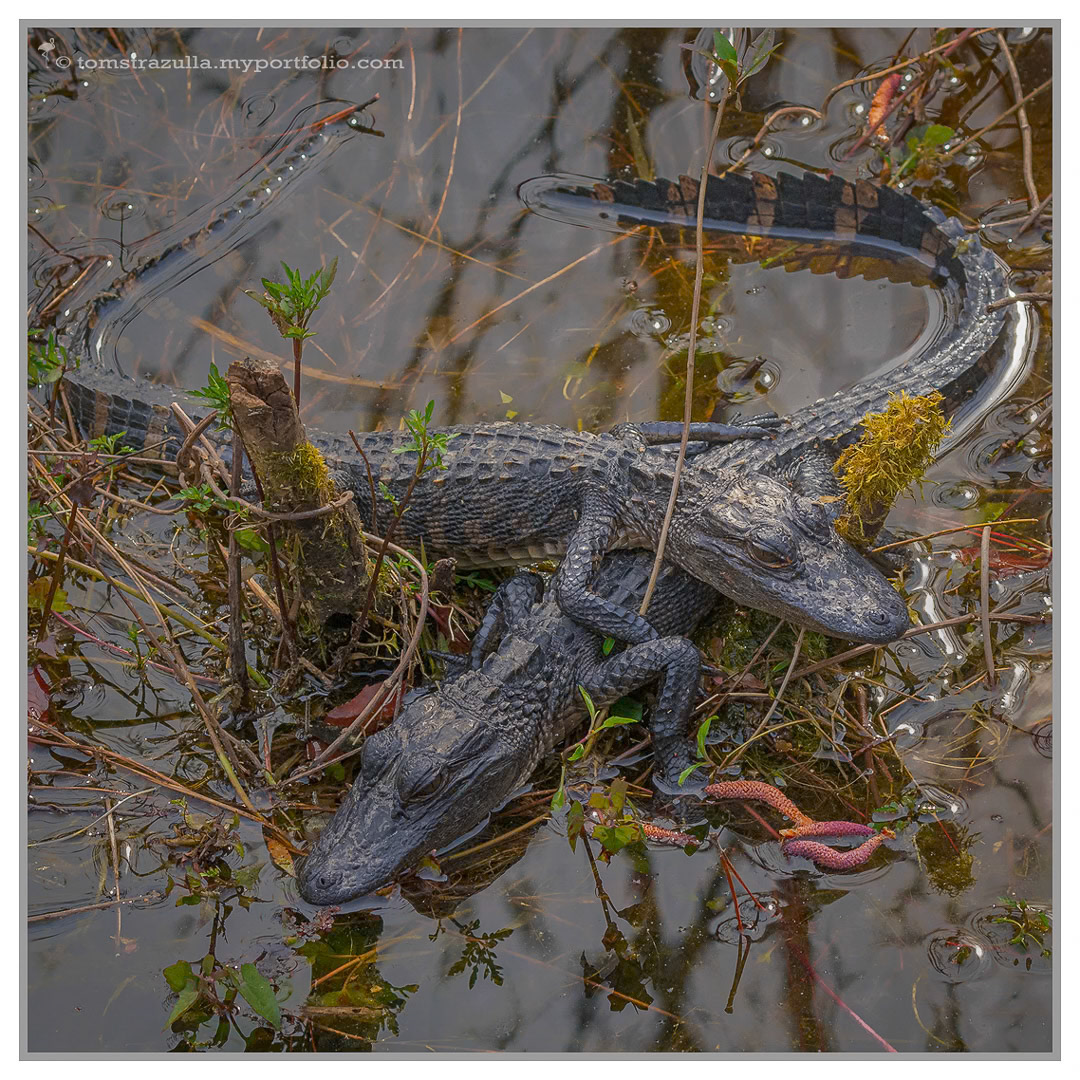 "Brotherly Love" (baby gators.)