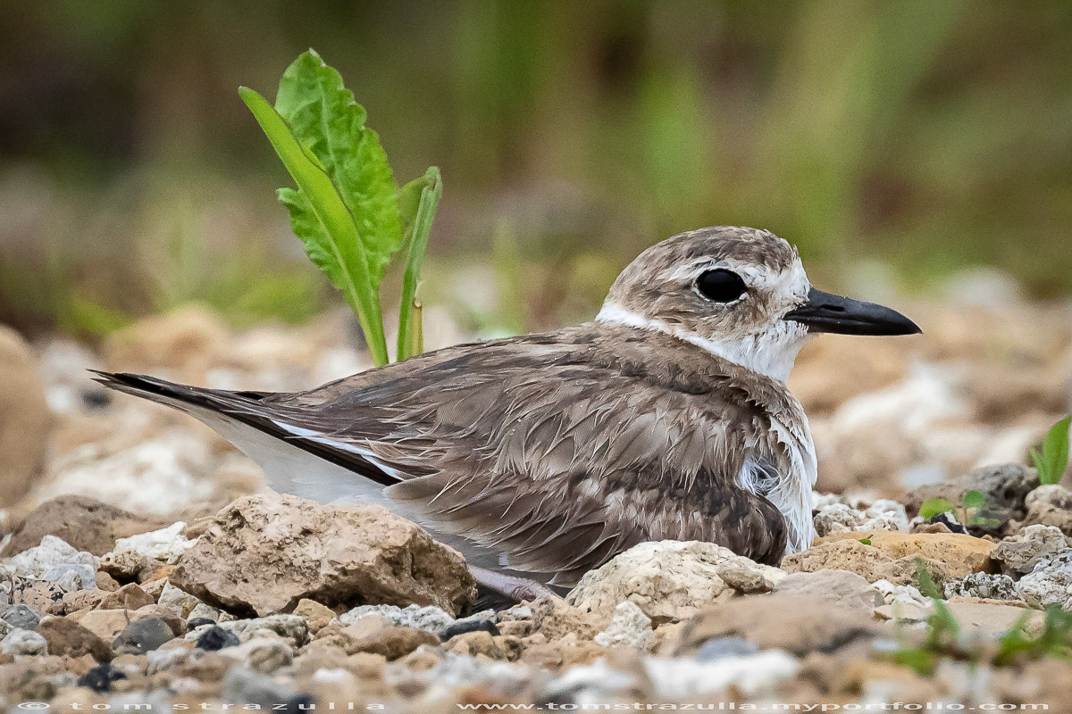 Wilson's Plover