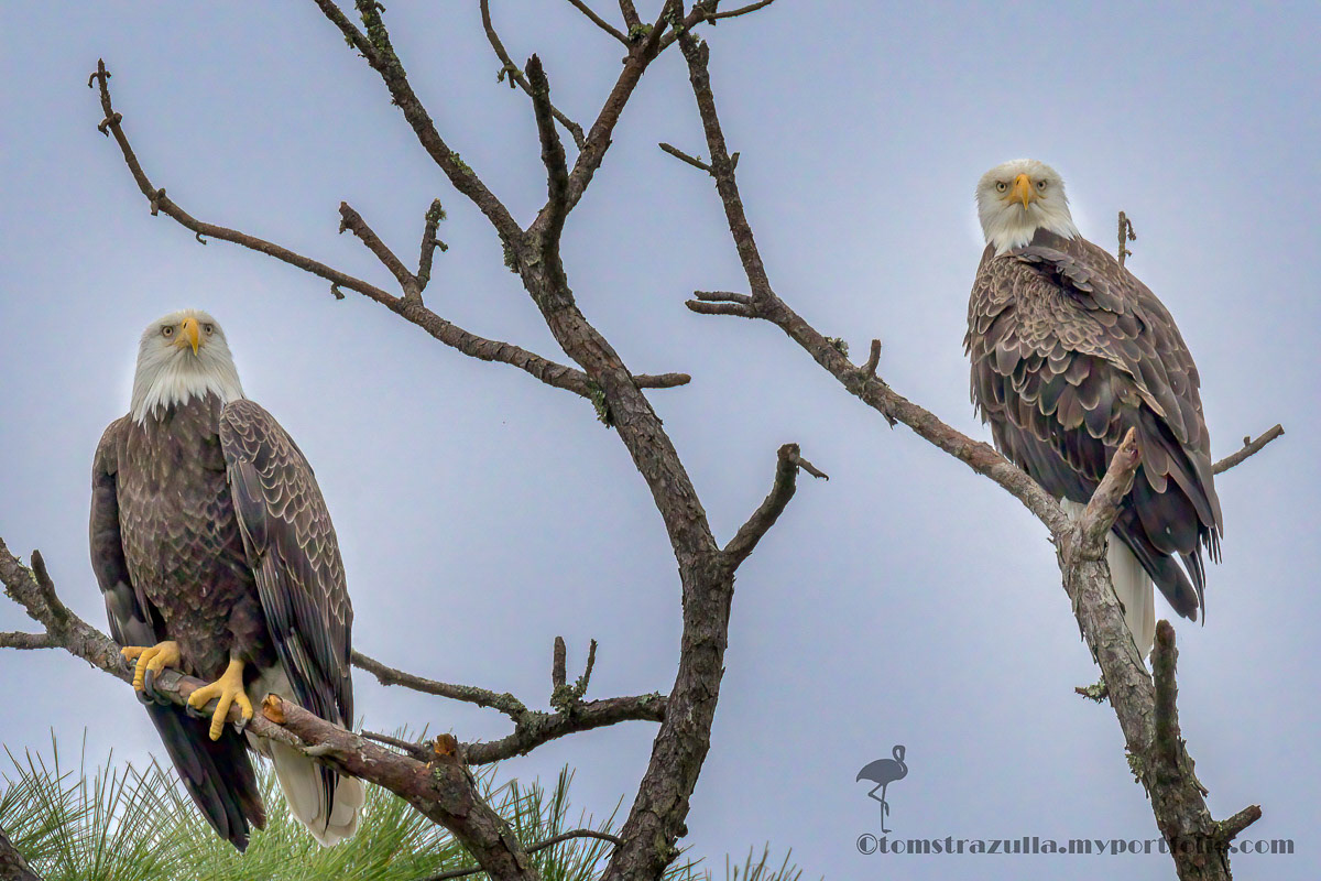 Bald Eagle