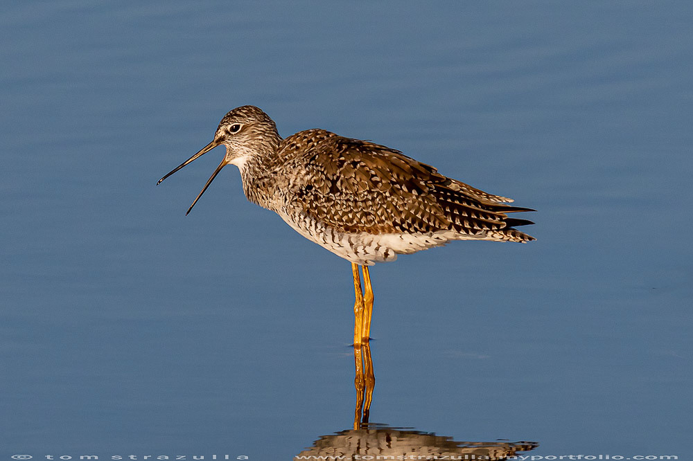 Lesser Yellow Legs