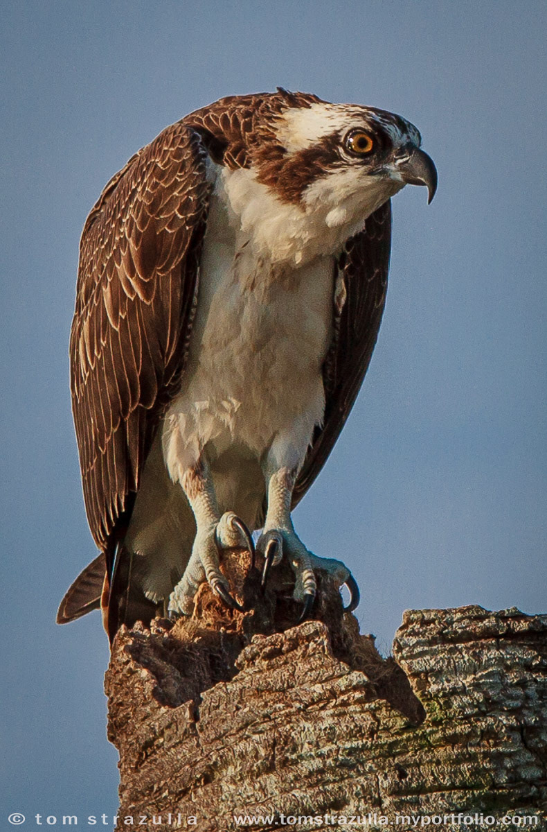 Osprey