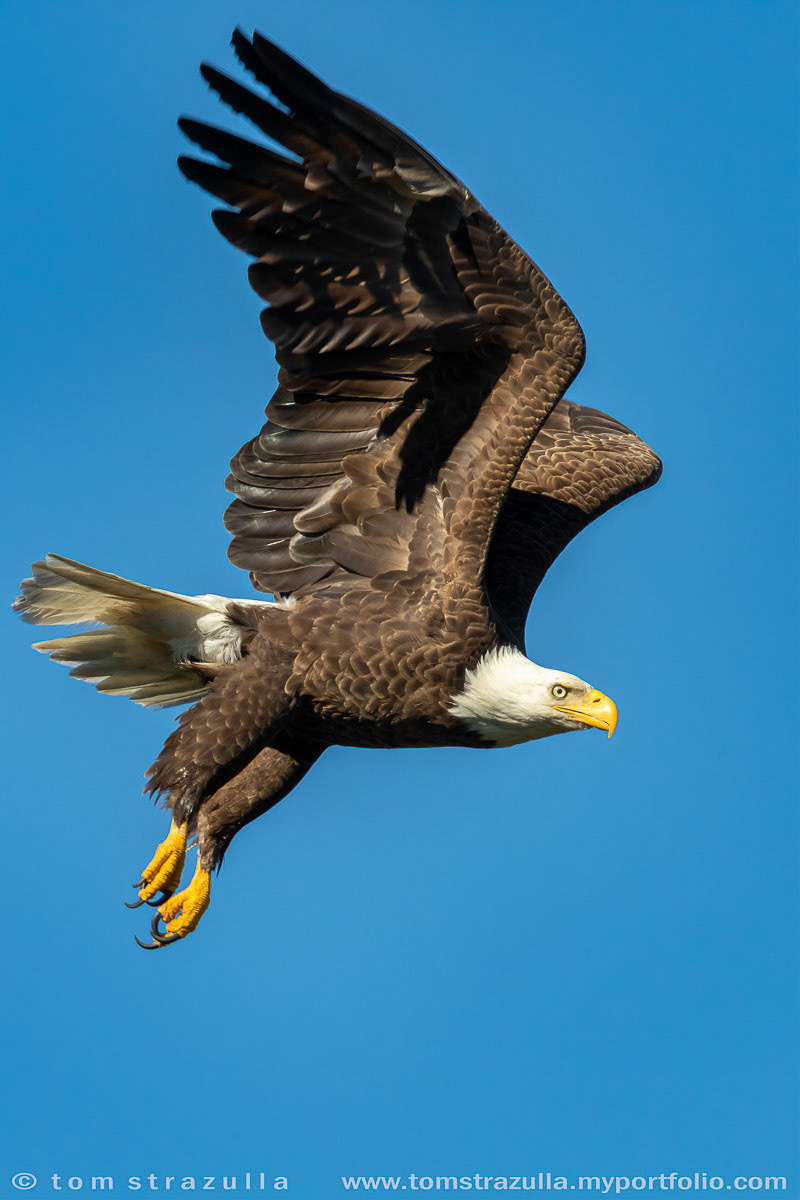 Bald Eagle
