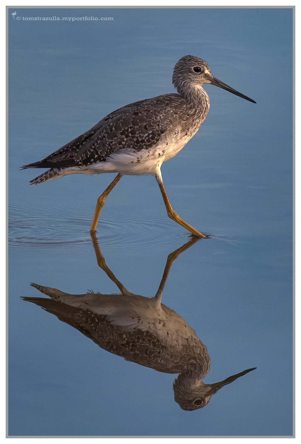 Greater Yellow Legs