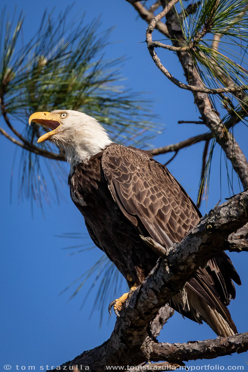 Bald Eagle